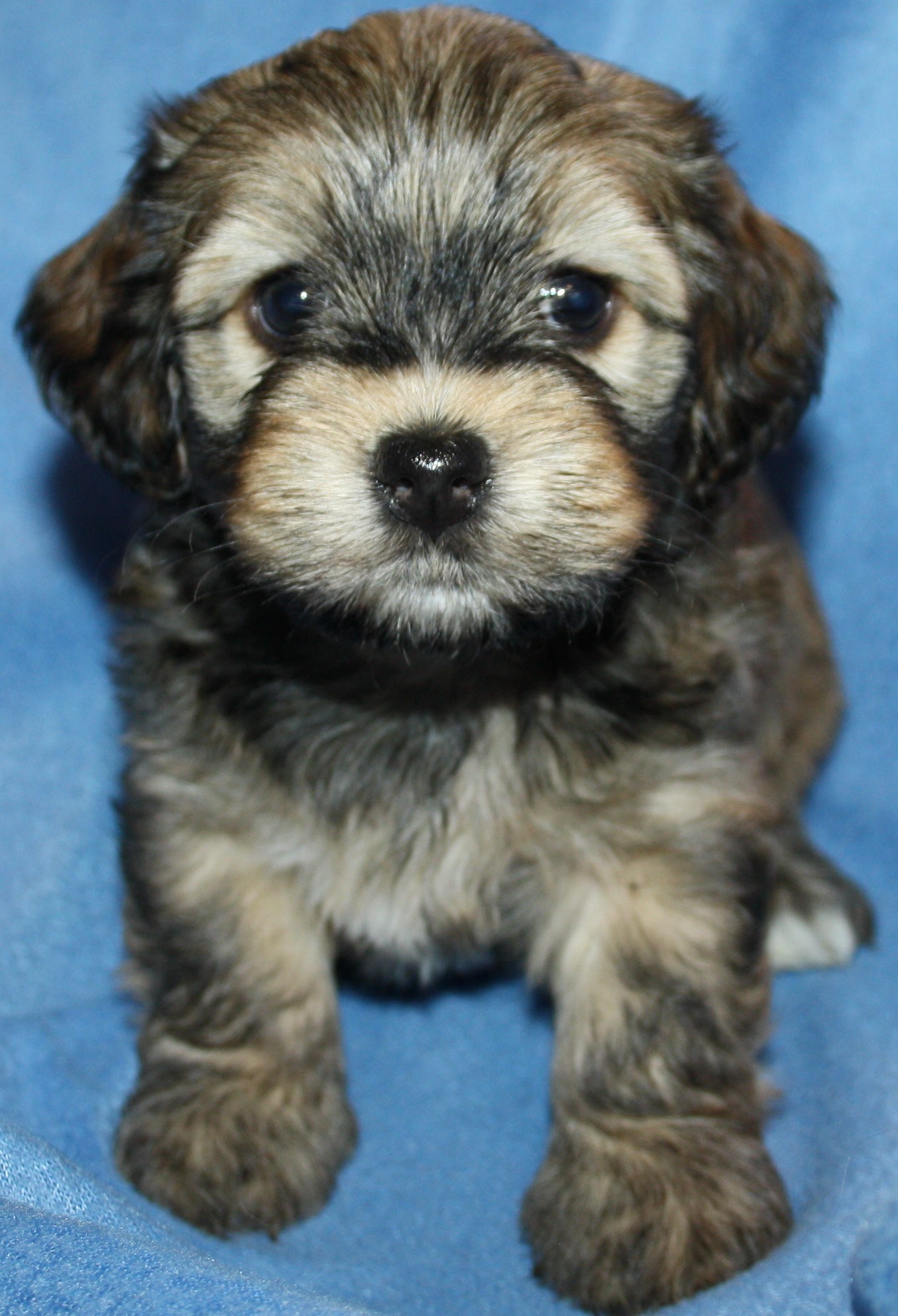 IMG_0199 Hane 3 Albin 5v hem.JPG