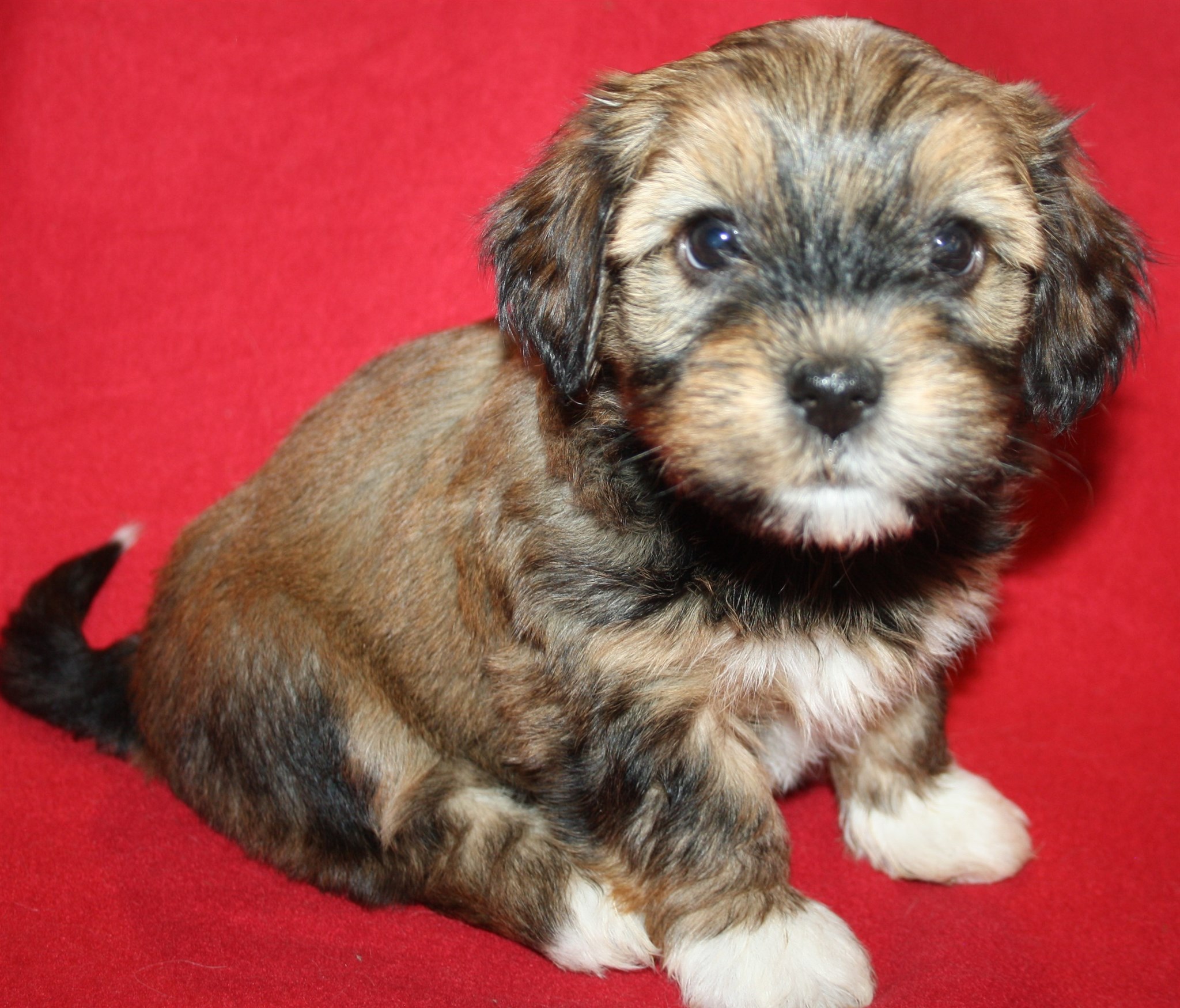 IMG_0202 Tik 1 Alicia 6v Hem.JPG