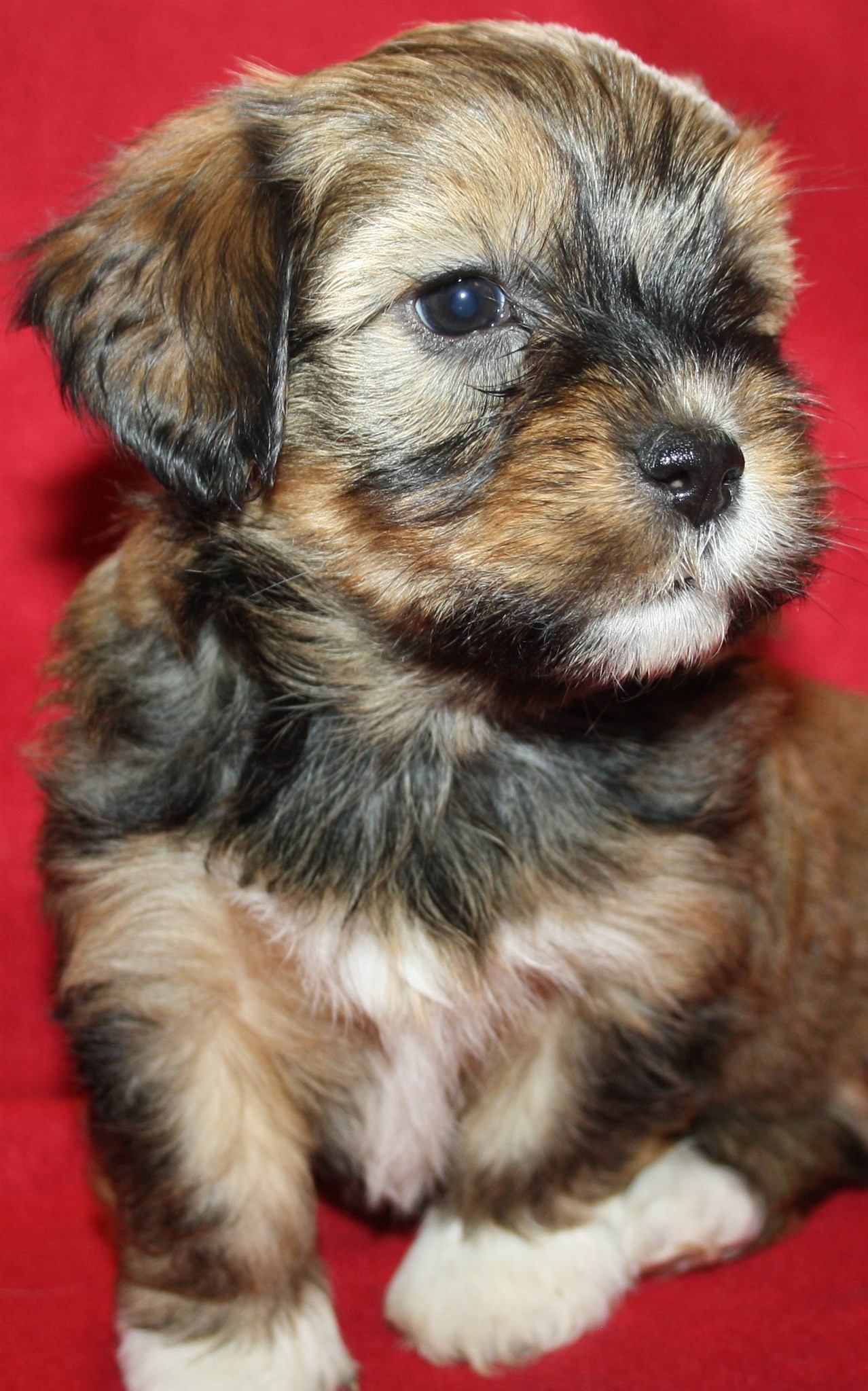 IMG_0205 Tik 1 Alicia 6 v hem.JPG