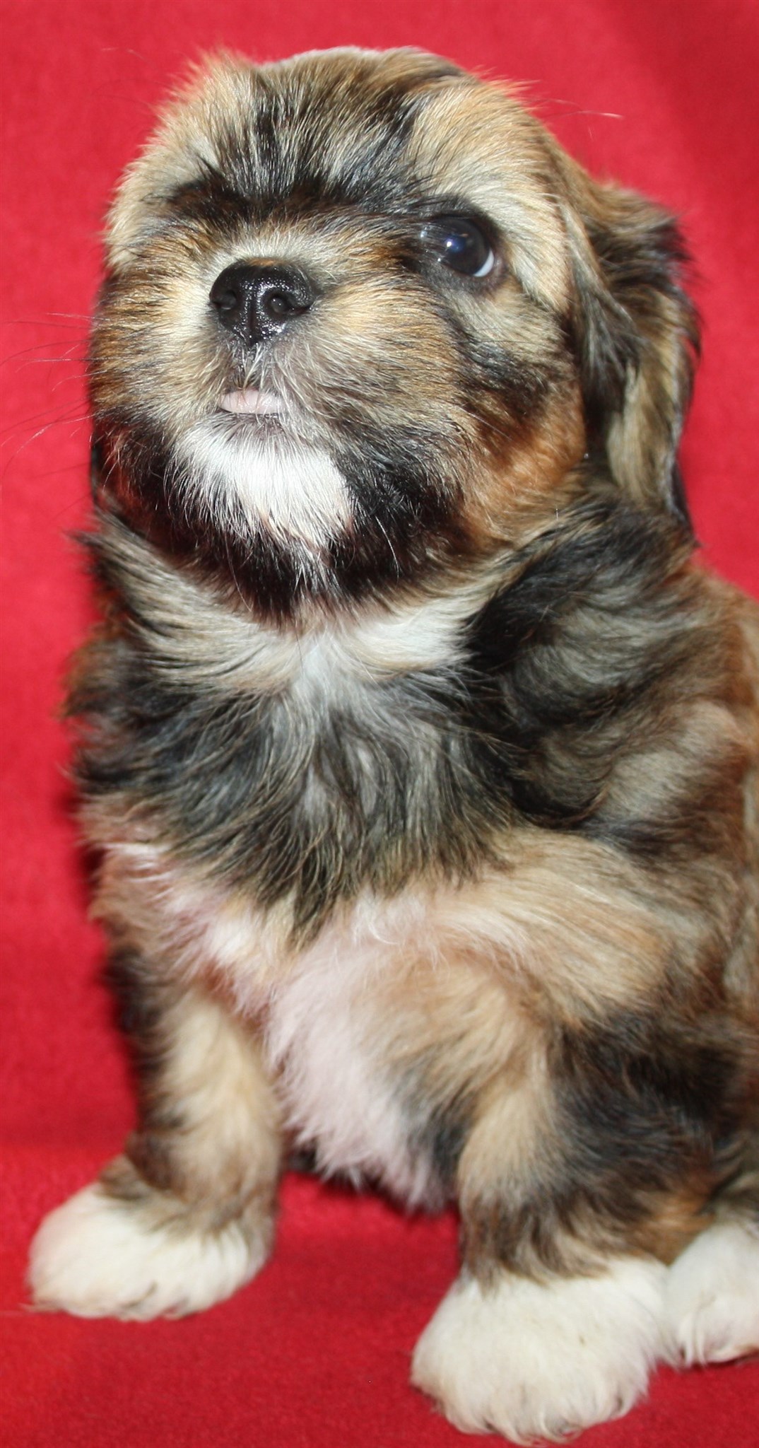 IMG_0207 Tik 1 Alicia 6 v hem.JPG