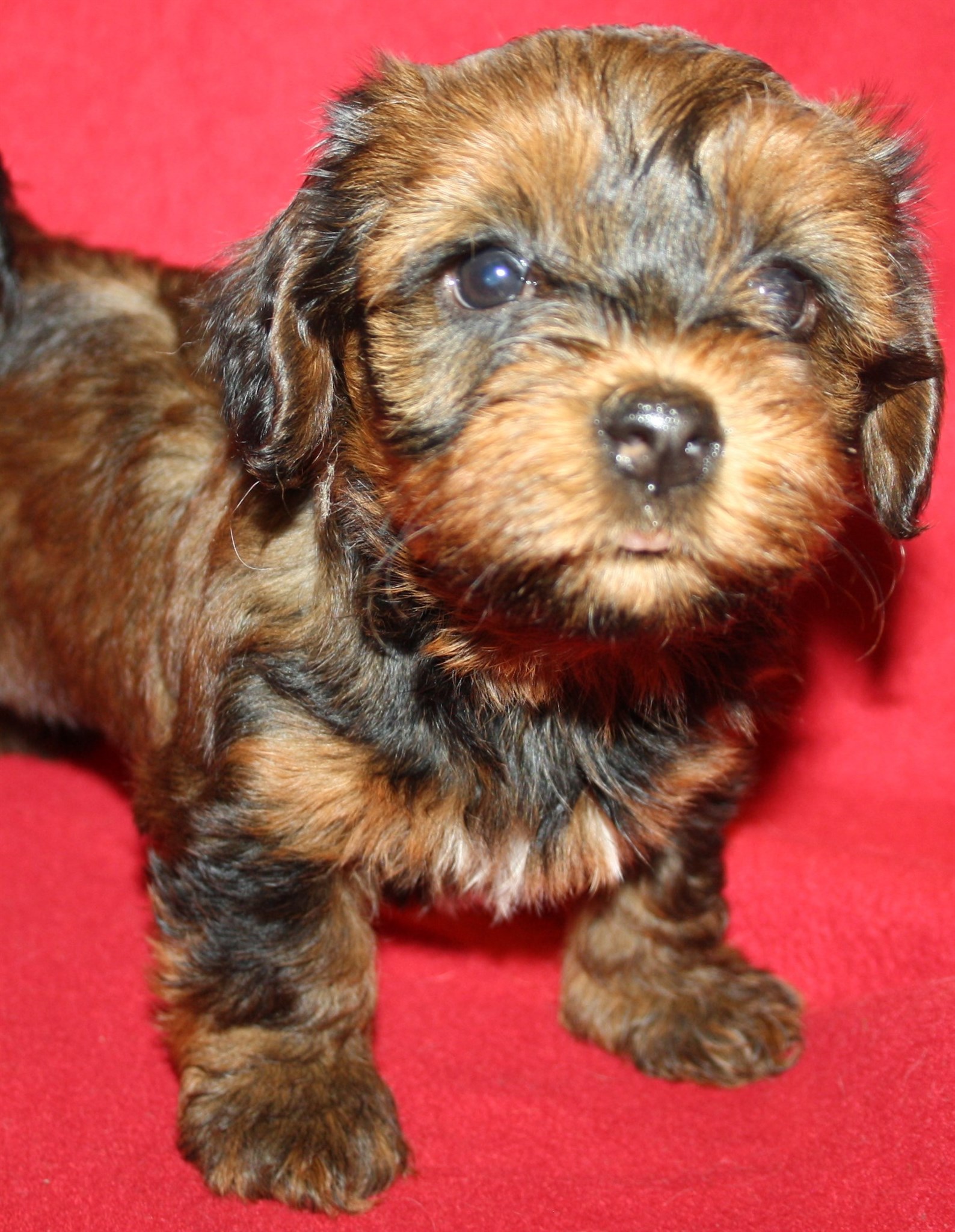 IMG_0211 Tik 2 Astrid 6v hem.JPG