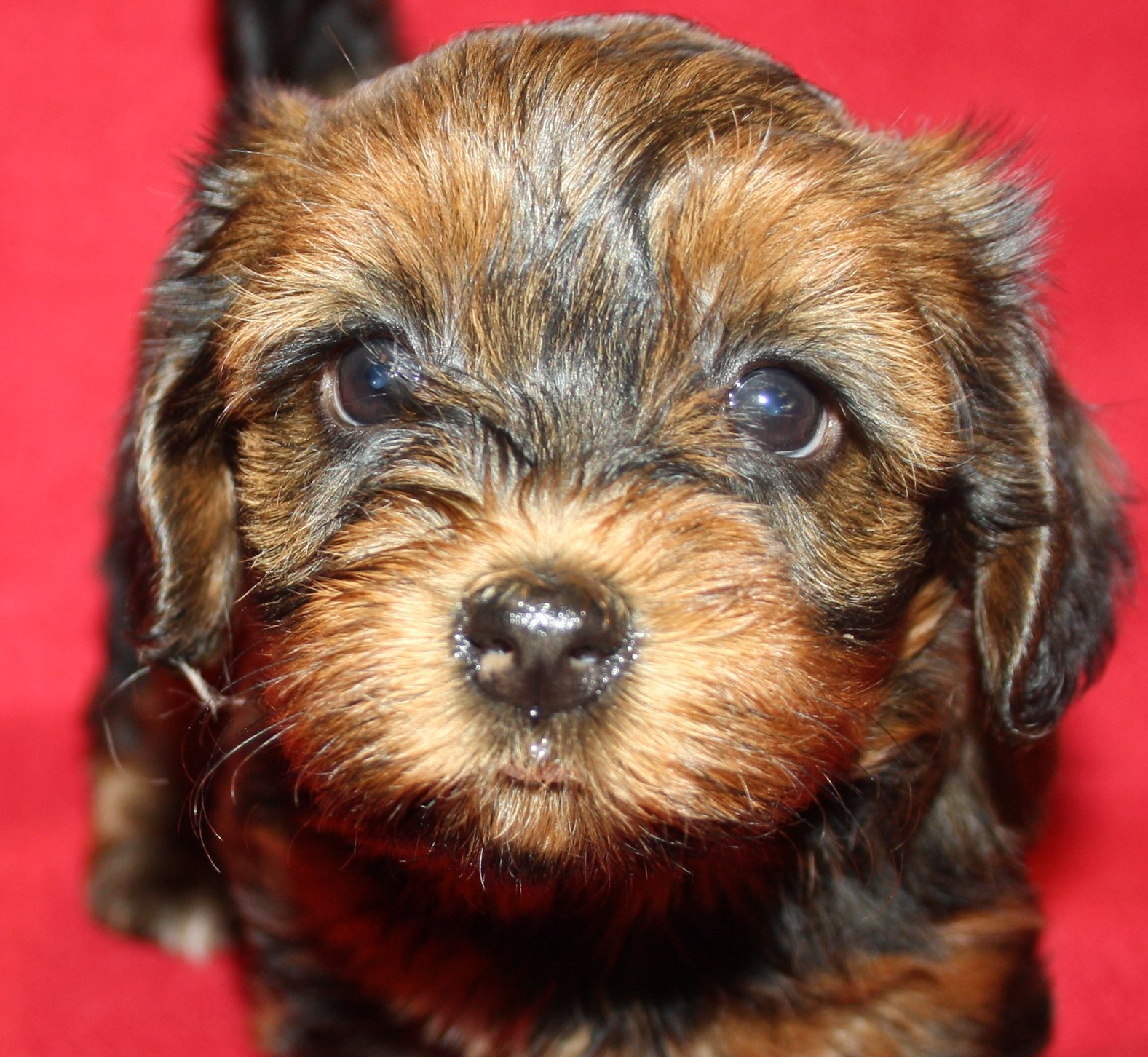 IMG_0214 Tik 2 Astrid 6v hem.JPG