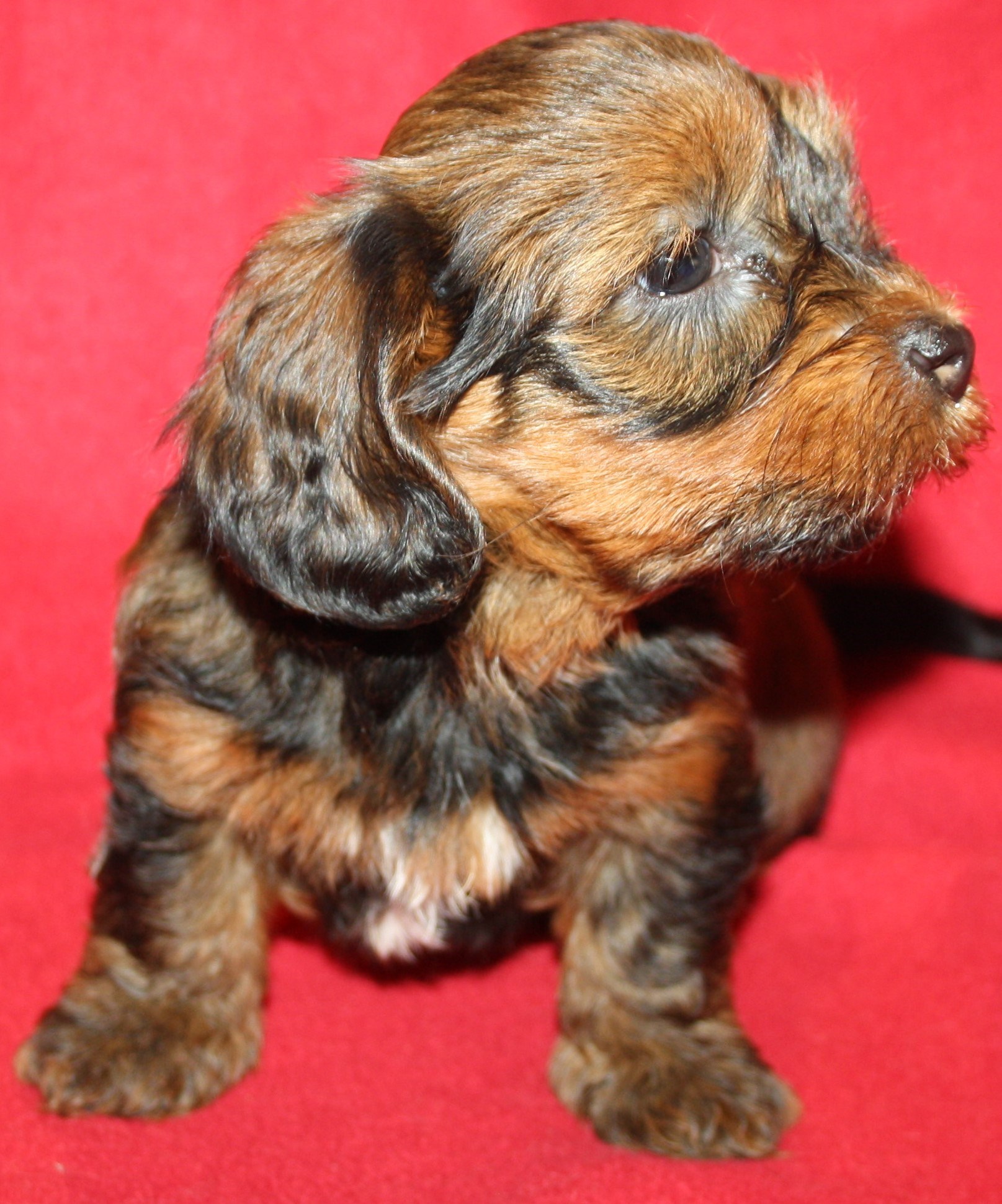 IMG_0219 Tik 2 Astrid 6v hem.JPG