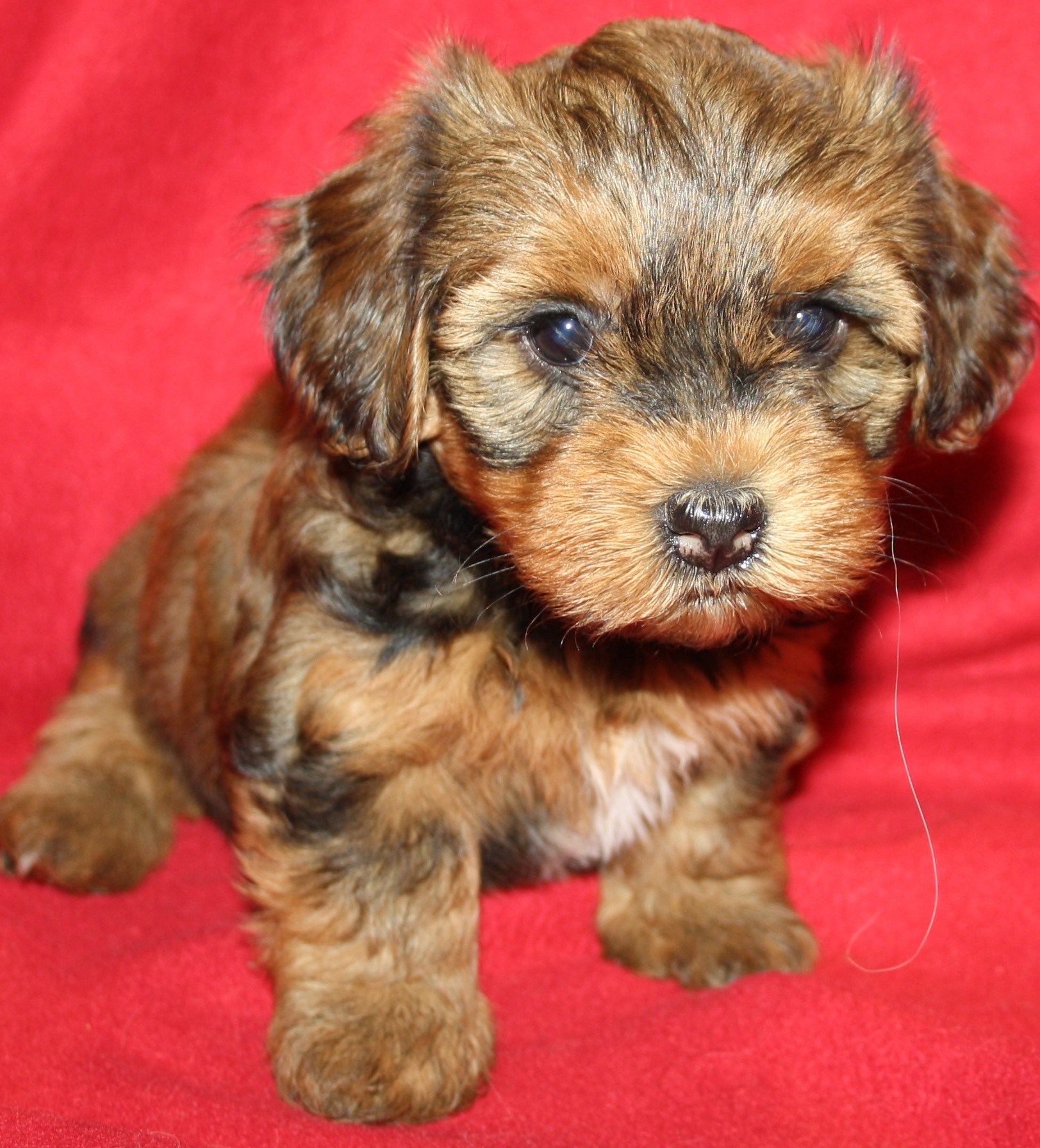 IMG_0229 Tik 3 Anna 6v hem.JPG