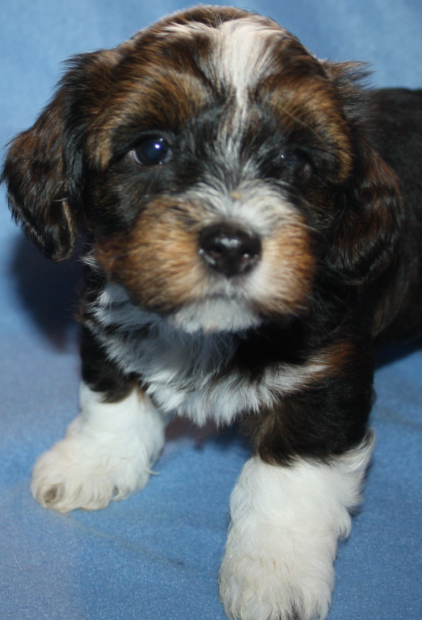 IMG_0235 Hane 1 Arvid 6v hem.JPG