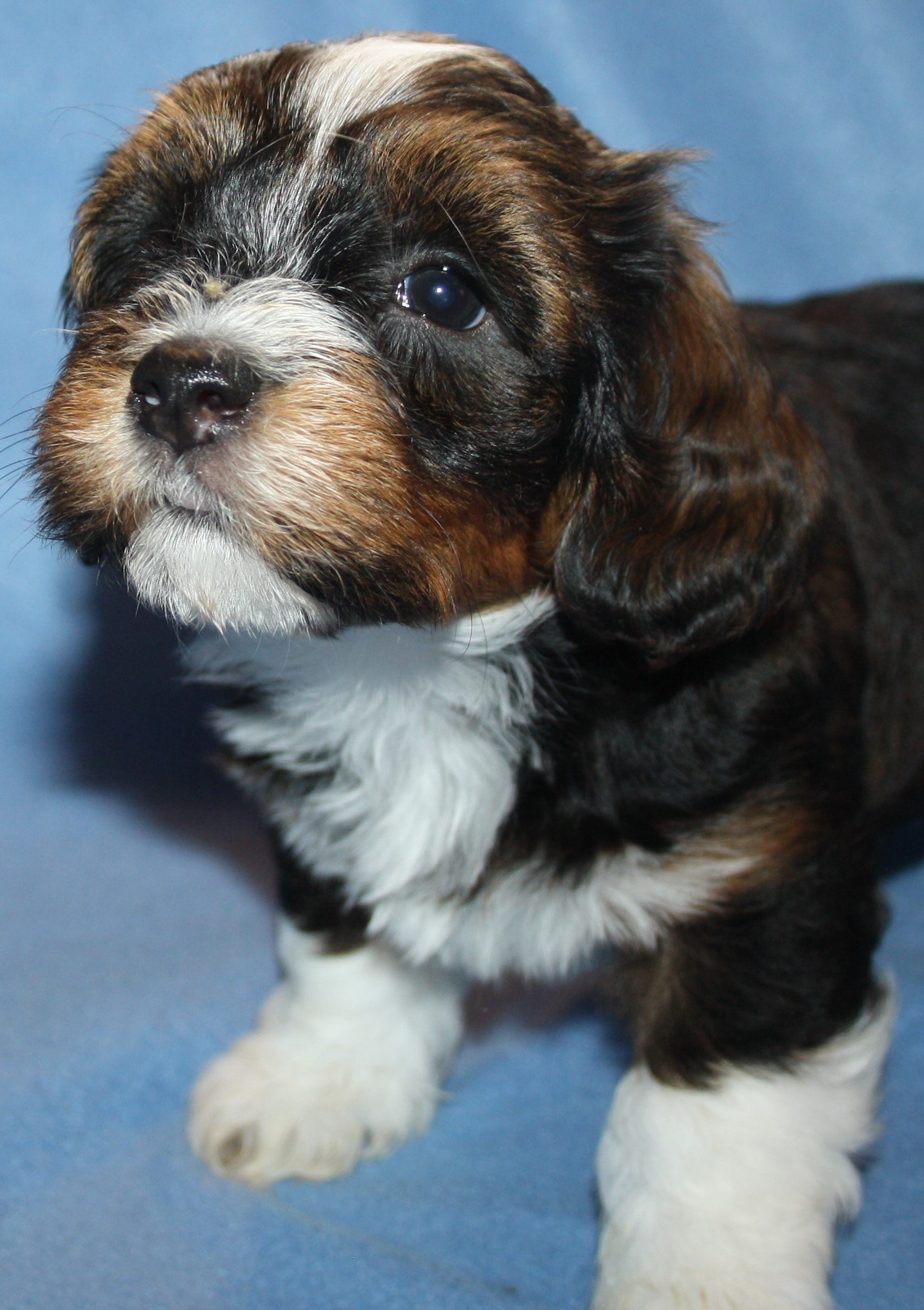 IMG_0236 Hane 1 Arvid 6v hem.JPG