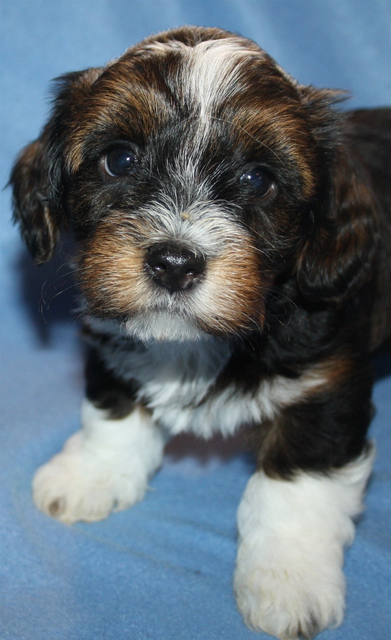 IMG_0239 Hane 1 Arvid 6v hem.JPG