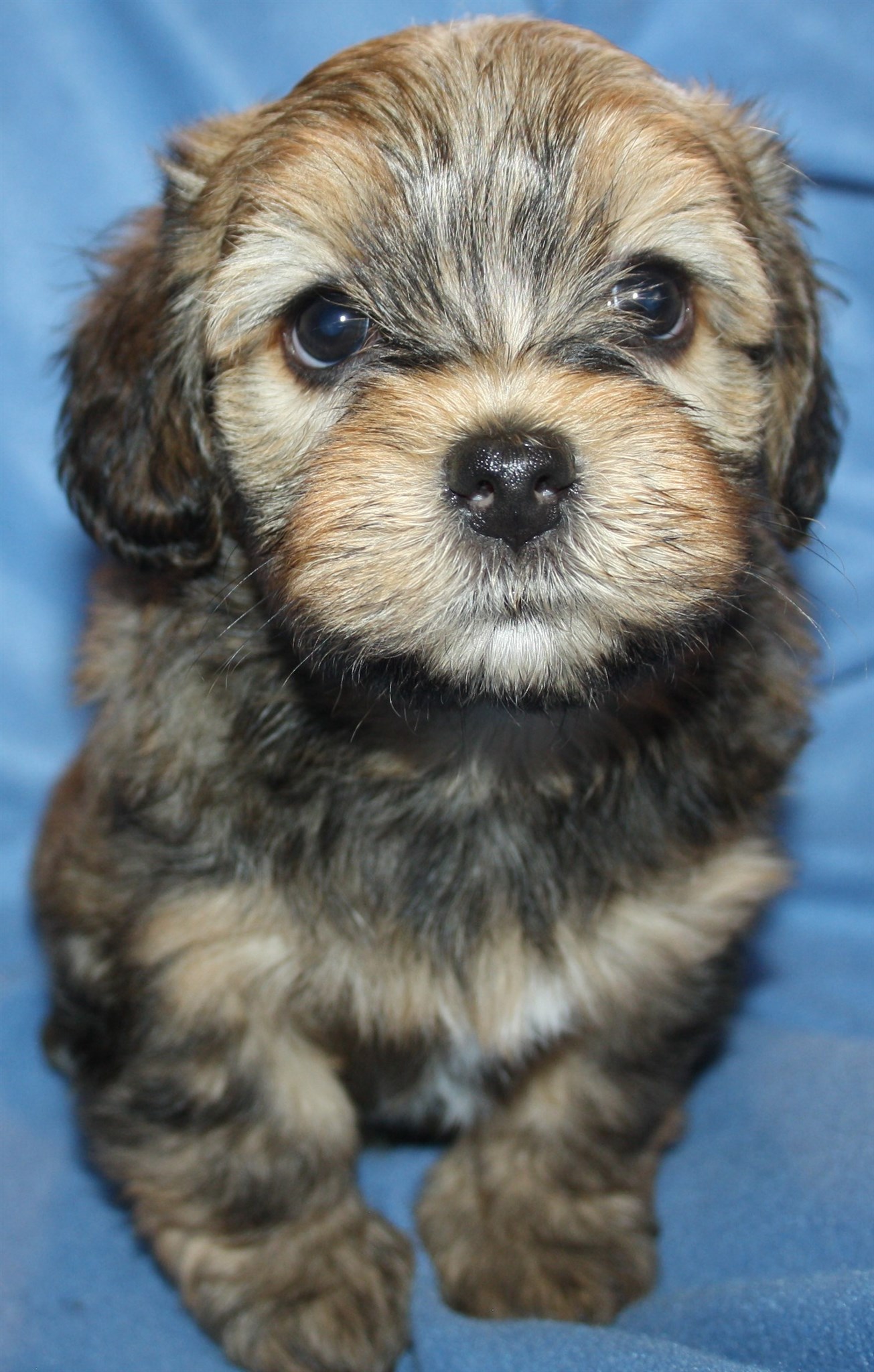 IMG_0242 Hane 2 Anton 6v hem.JPG