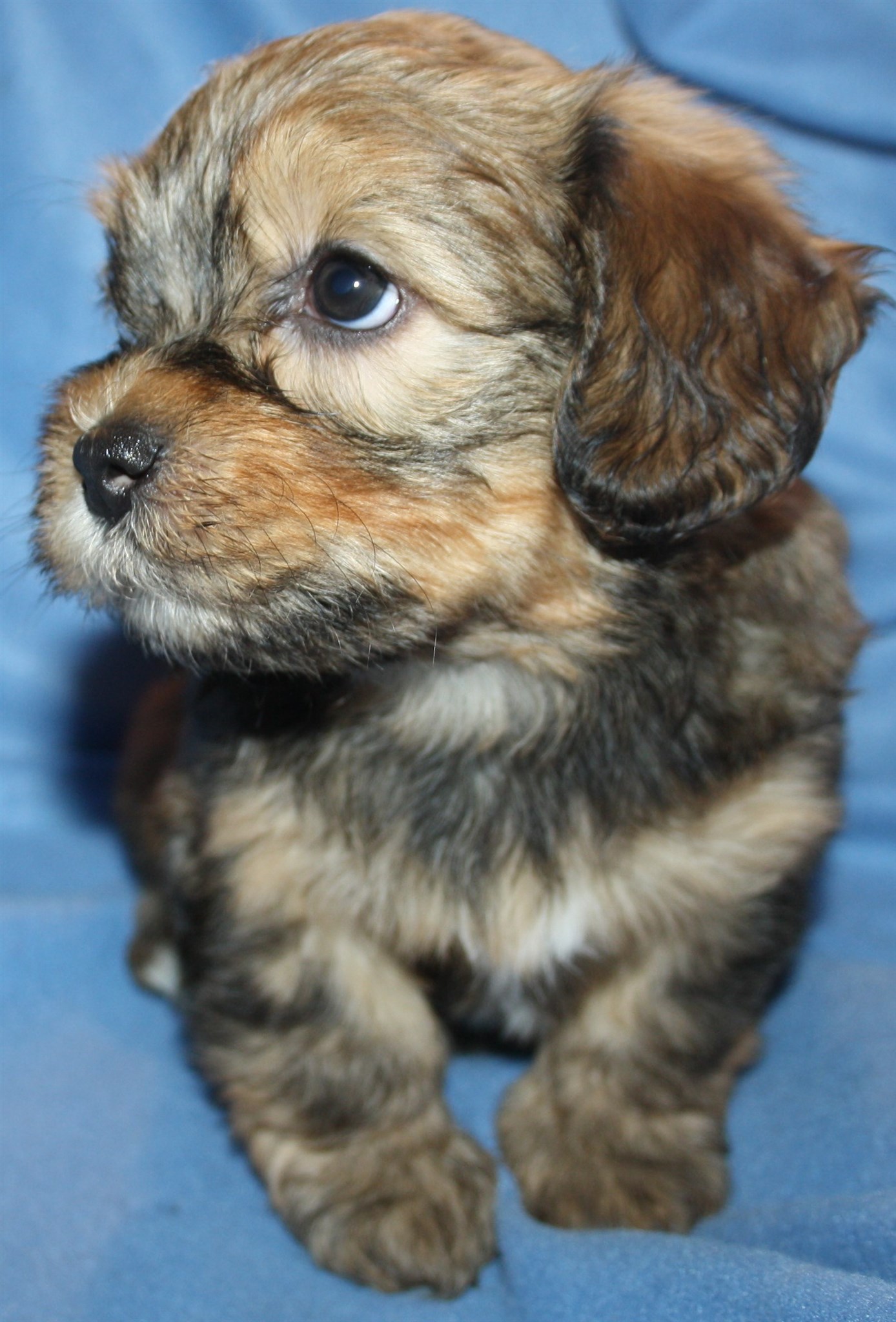 IMG_0243 Hane 2 Anton 6v hem.JPG