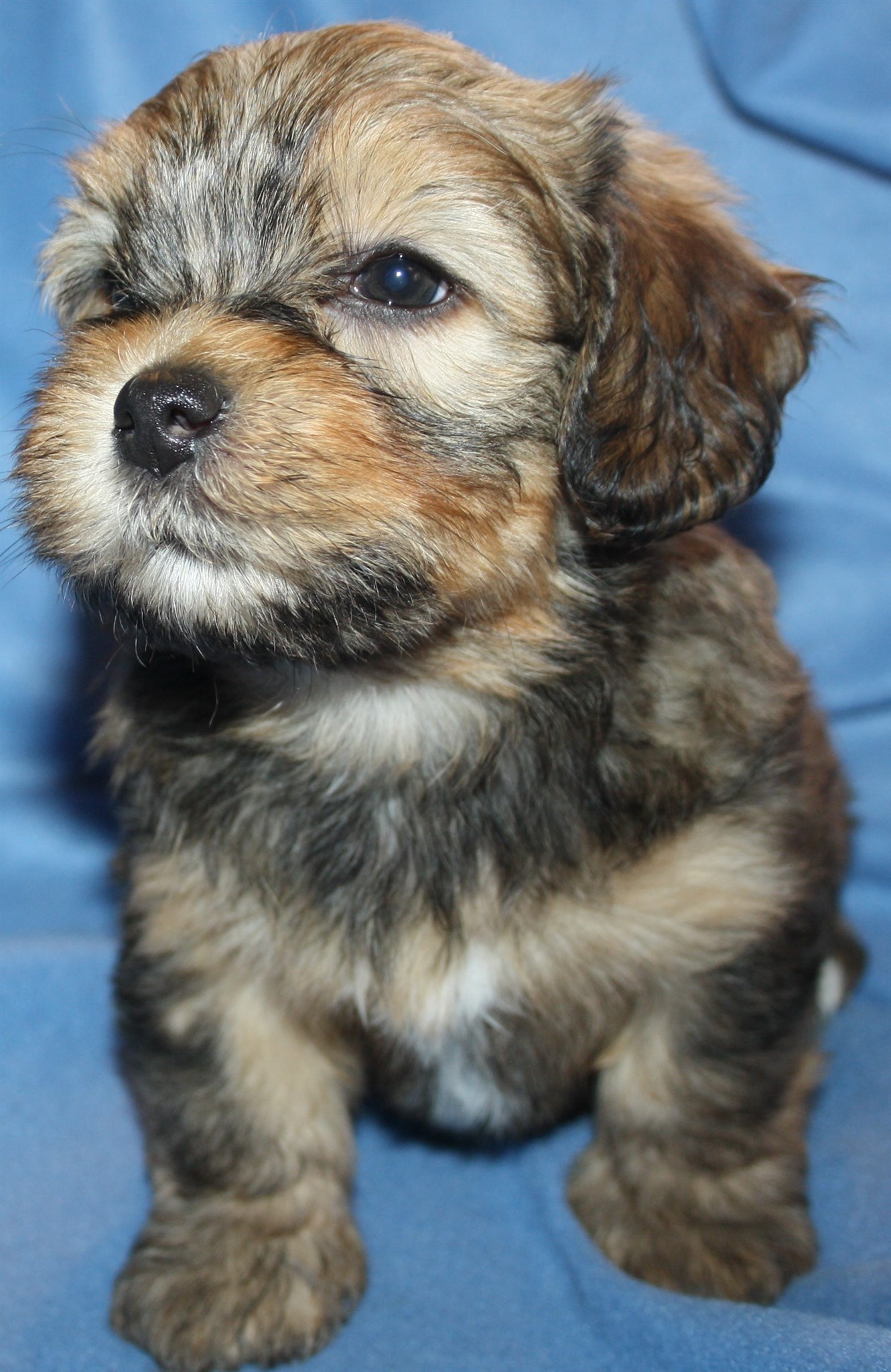 IMG_0245 Hane 2 Anton 6v hem.JPG