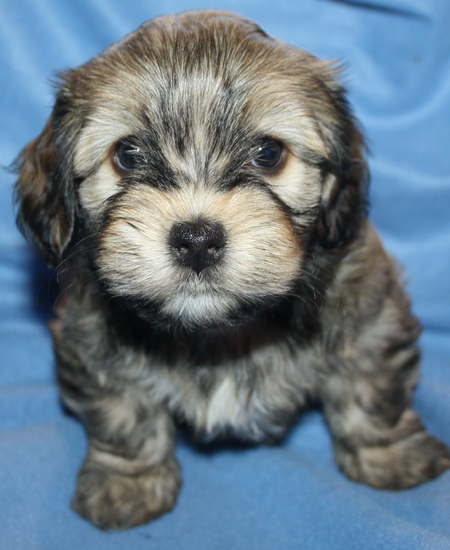 IMG_0252 Hane 3 Albin 6v hem.JPG