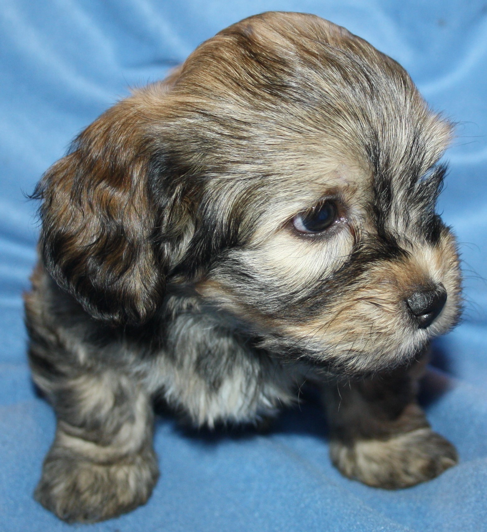 IMG_0254 Hane 3 Albin 6v hem.JPG