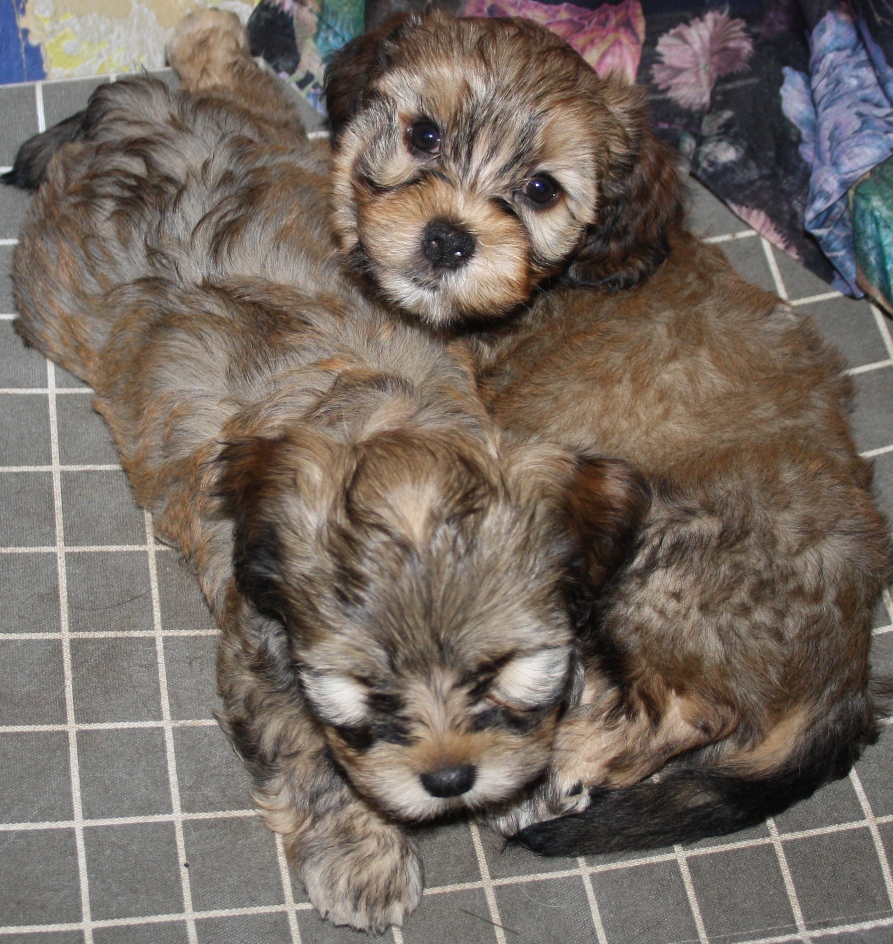 IMG_0255 Anton Albin 7v.JPG