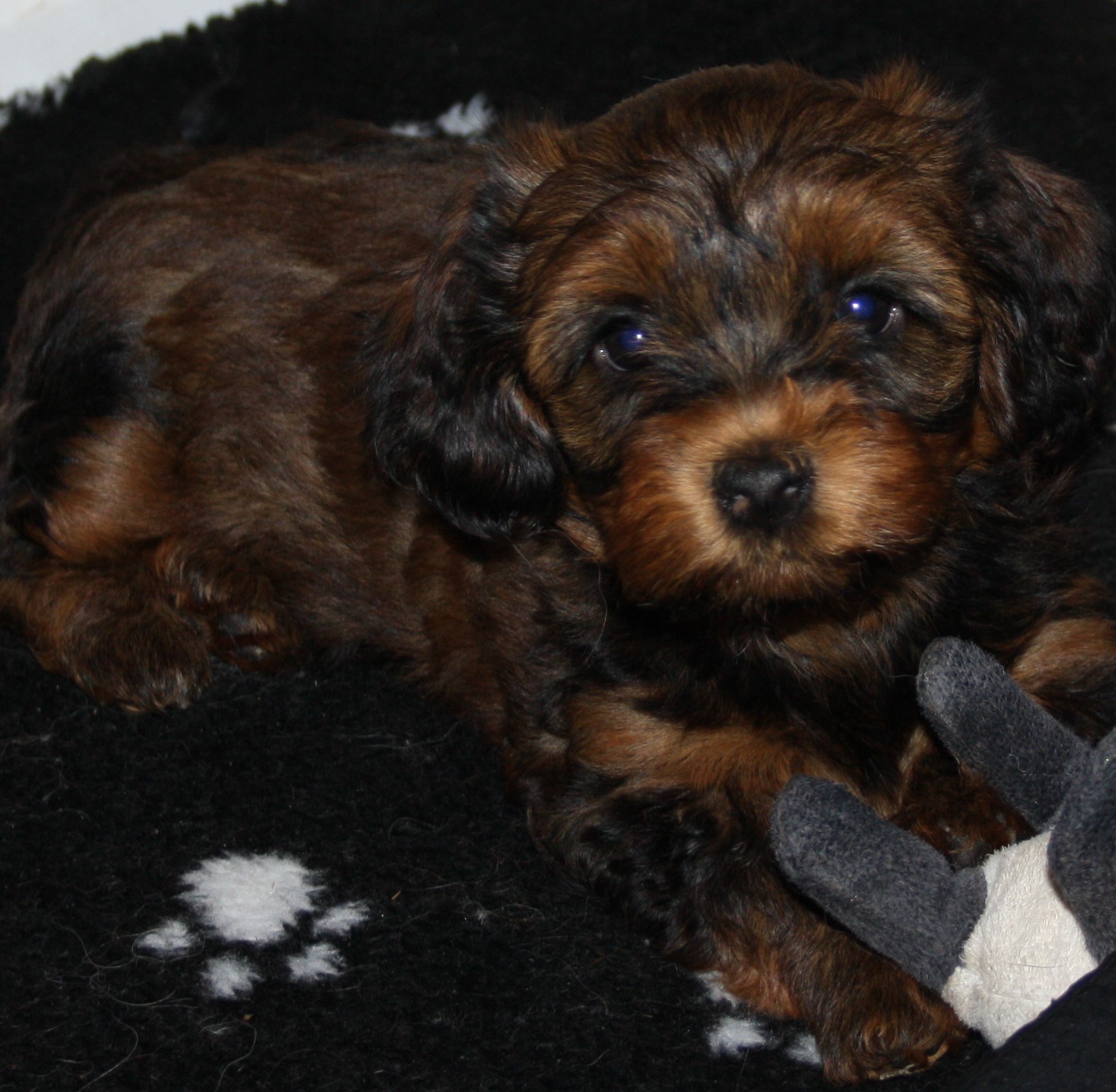 IMG_0268 Astrid 7v Hem.JPG