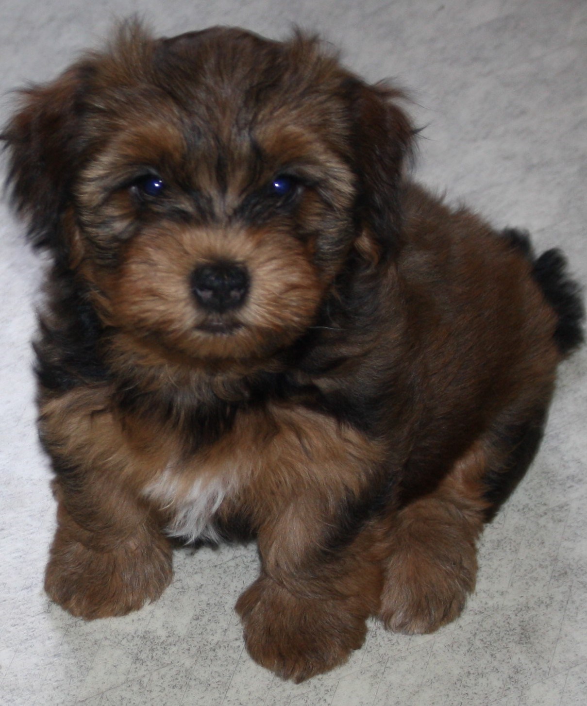 IMG_0288 Anna 8v fin.JPG