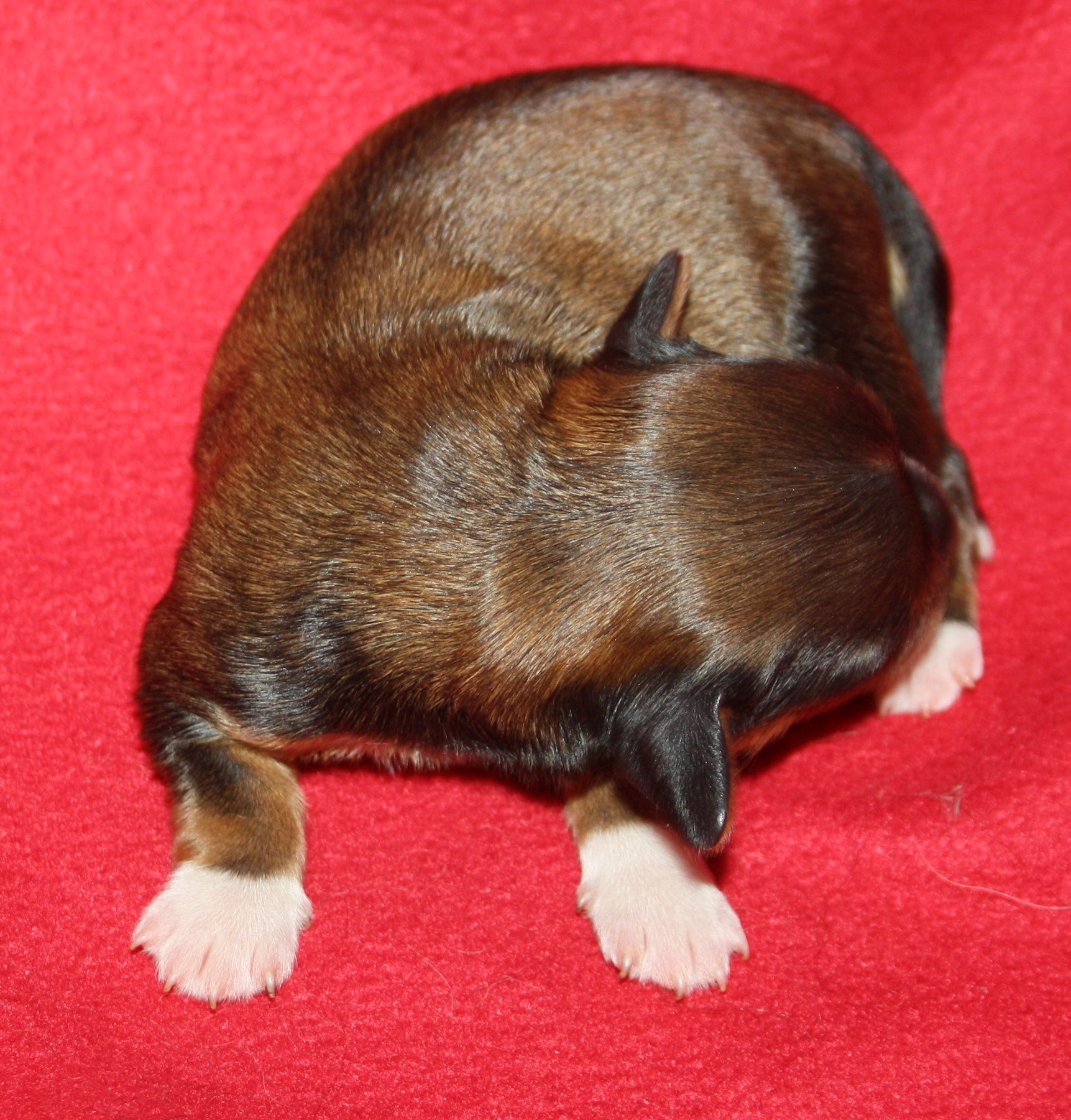 IMG_9857 tik 1 hem.JPG