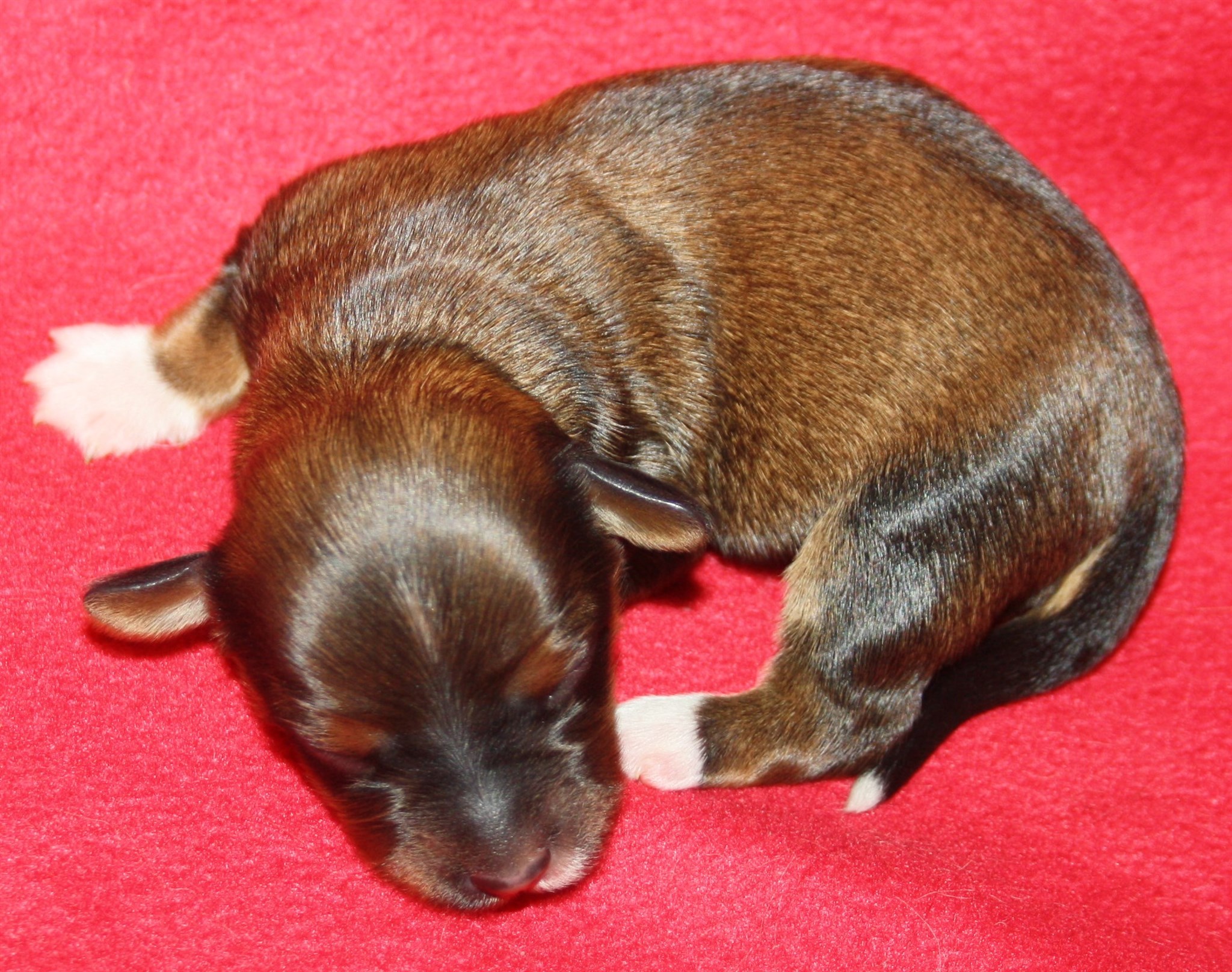 IMG_9858 Tik 1 Hem.JPG