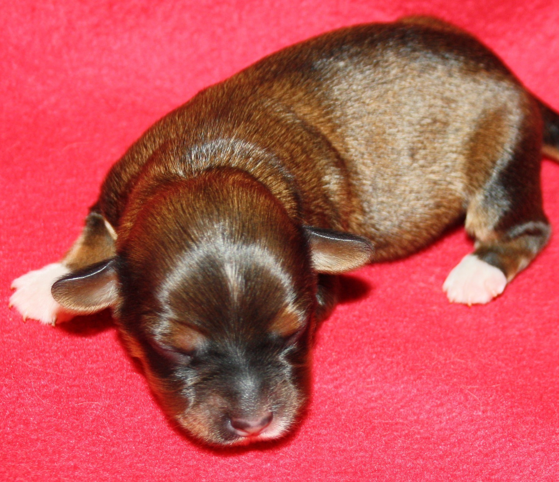 IMG_9860 Tik 1 hem.JPG