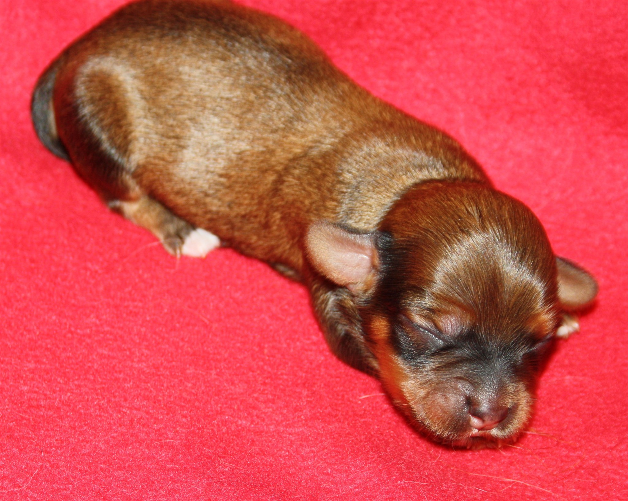 IMG_9862 Tik 2 hem.JPG