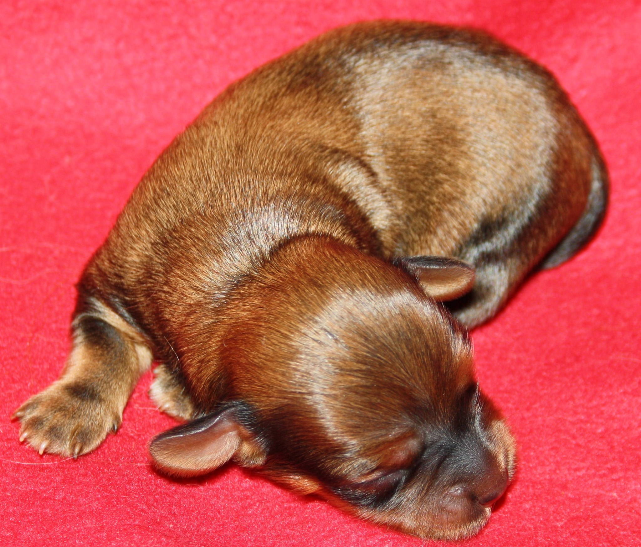 IMG_9864 Tik 2 hem.JPG