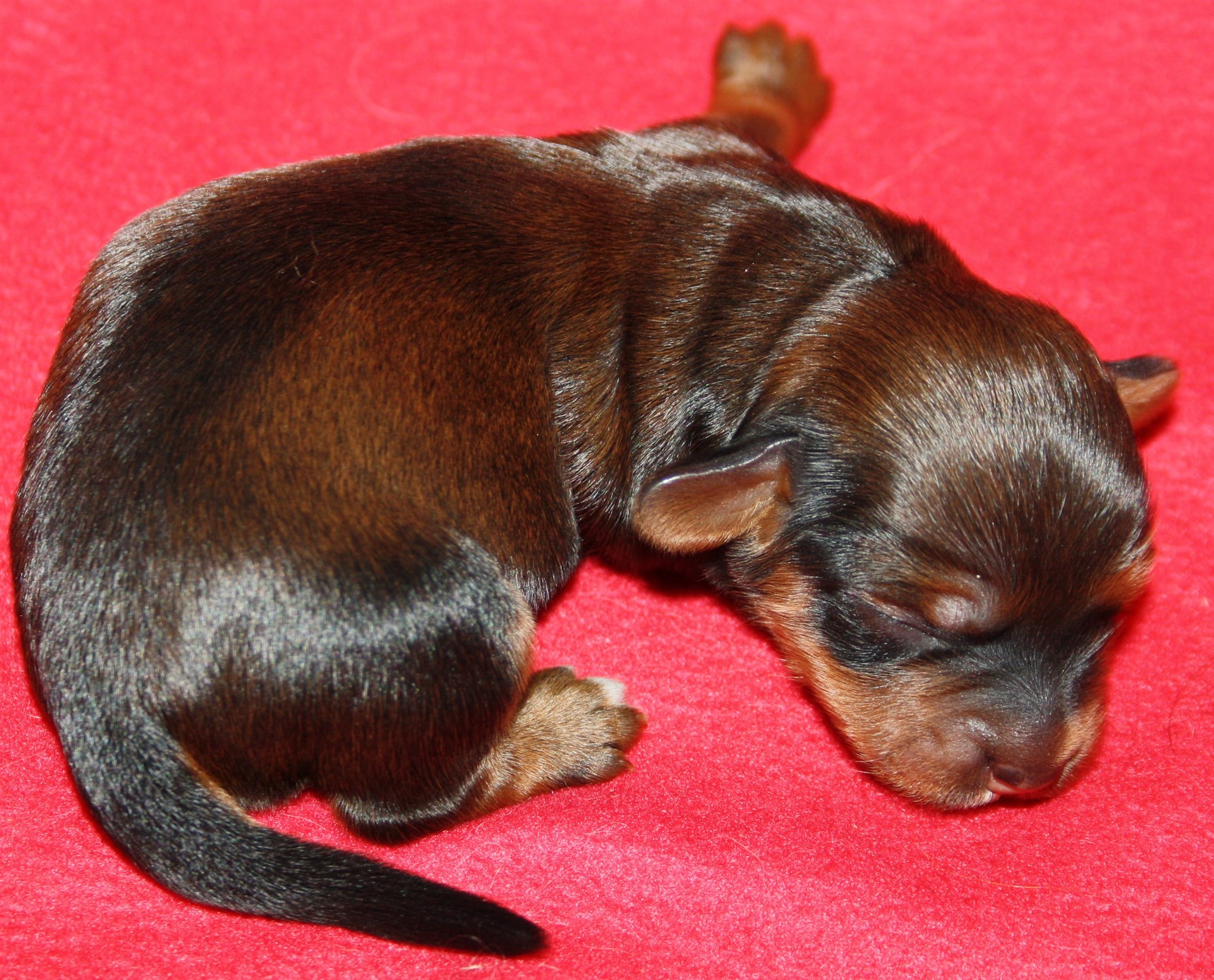 IMG_9867  tik 3 Hem.JPG