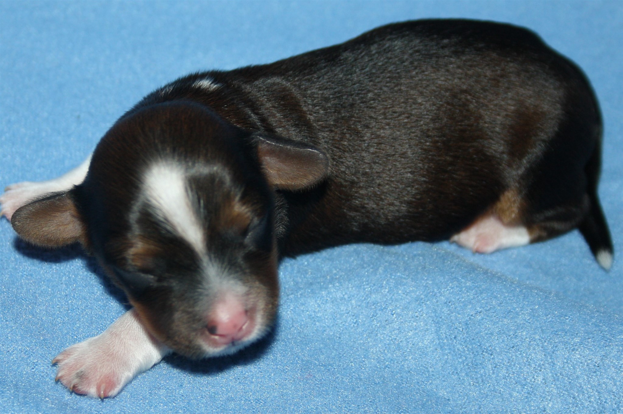 IMG_9874 Hane 1 hem.JPG