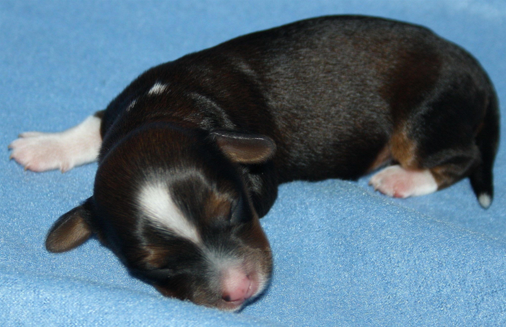 IMG_9876 Hane 1 hem.JPG