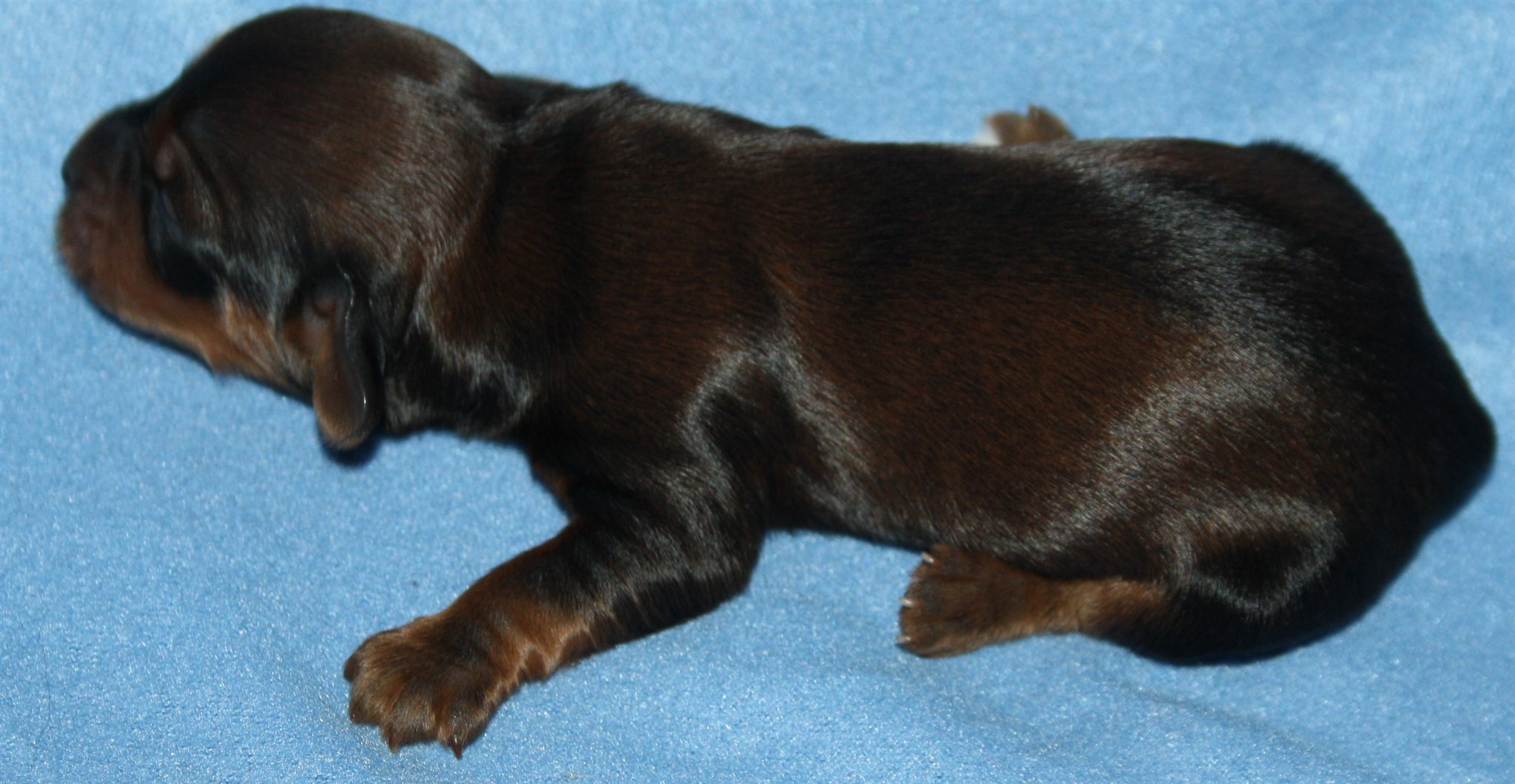 IMG_9879 Hane 2 hem.JPG