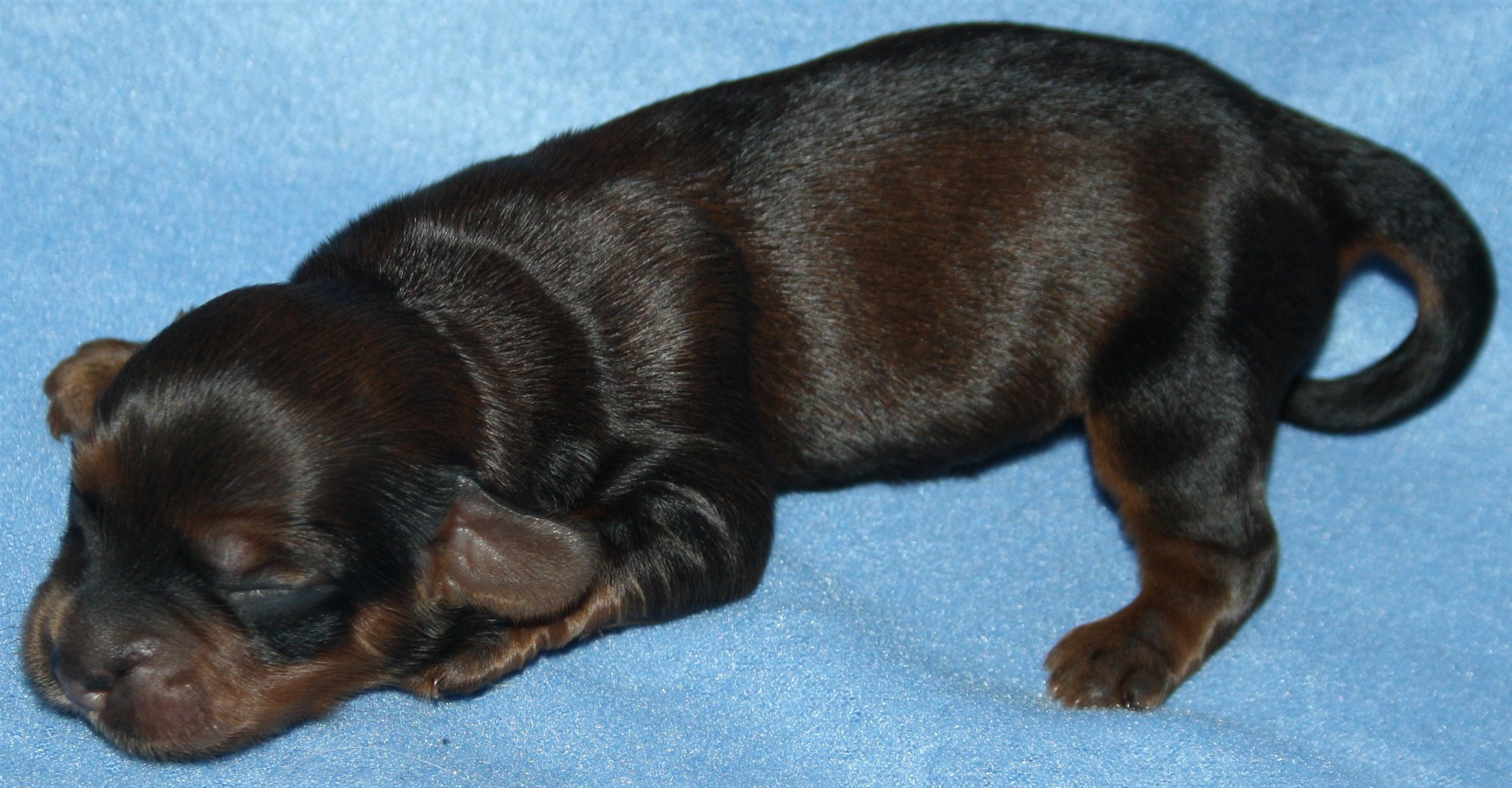 IMG_9880 Hane 2hem.JPG