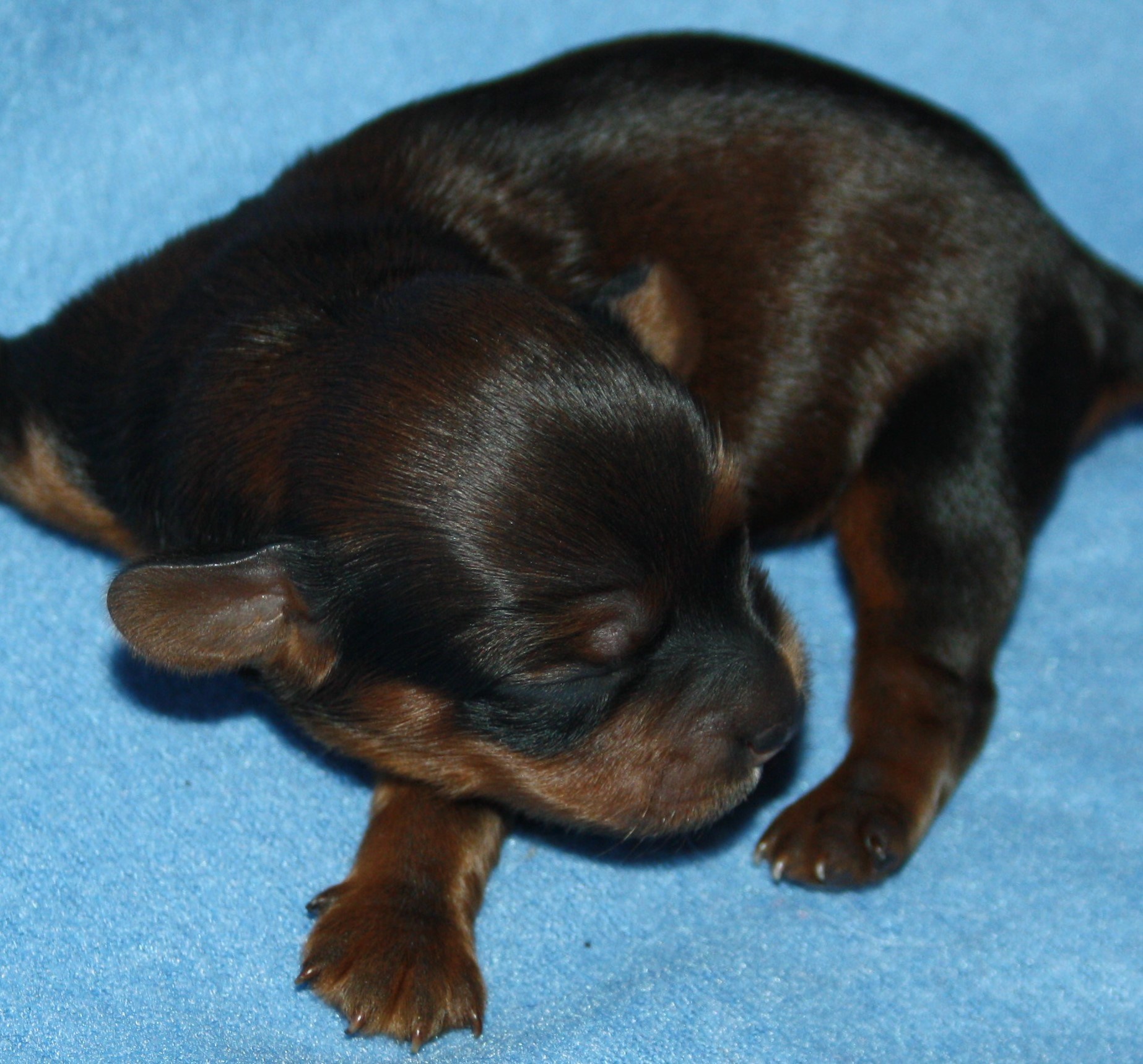 IMG_9882 Hane 2hem.JPG