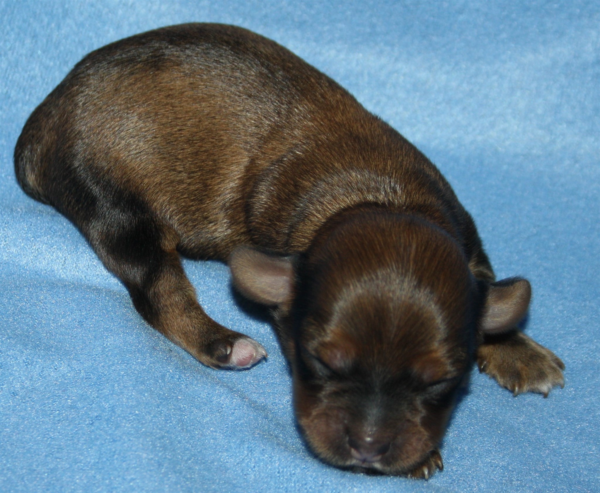 IMG_9887 Hane 3 hem.JPG