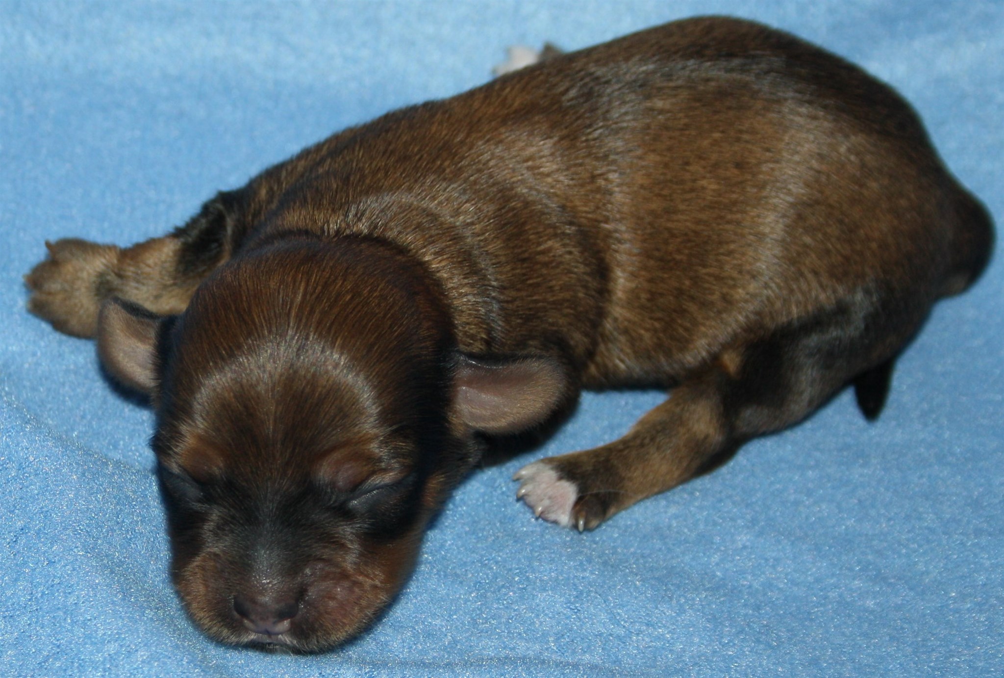 IMG_9888 Hane 3hem.JPG