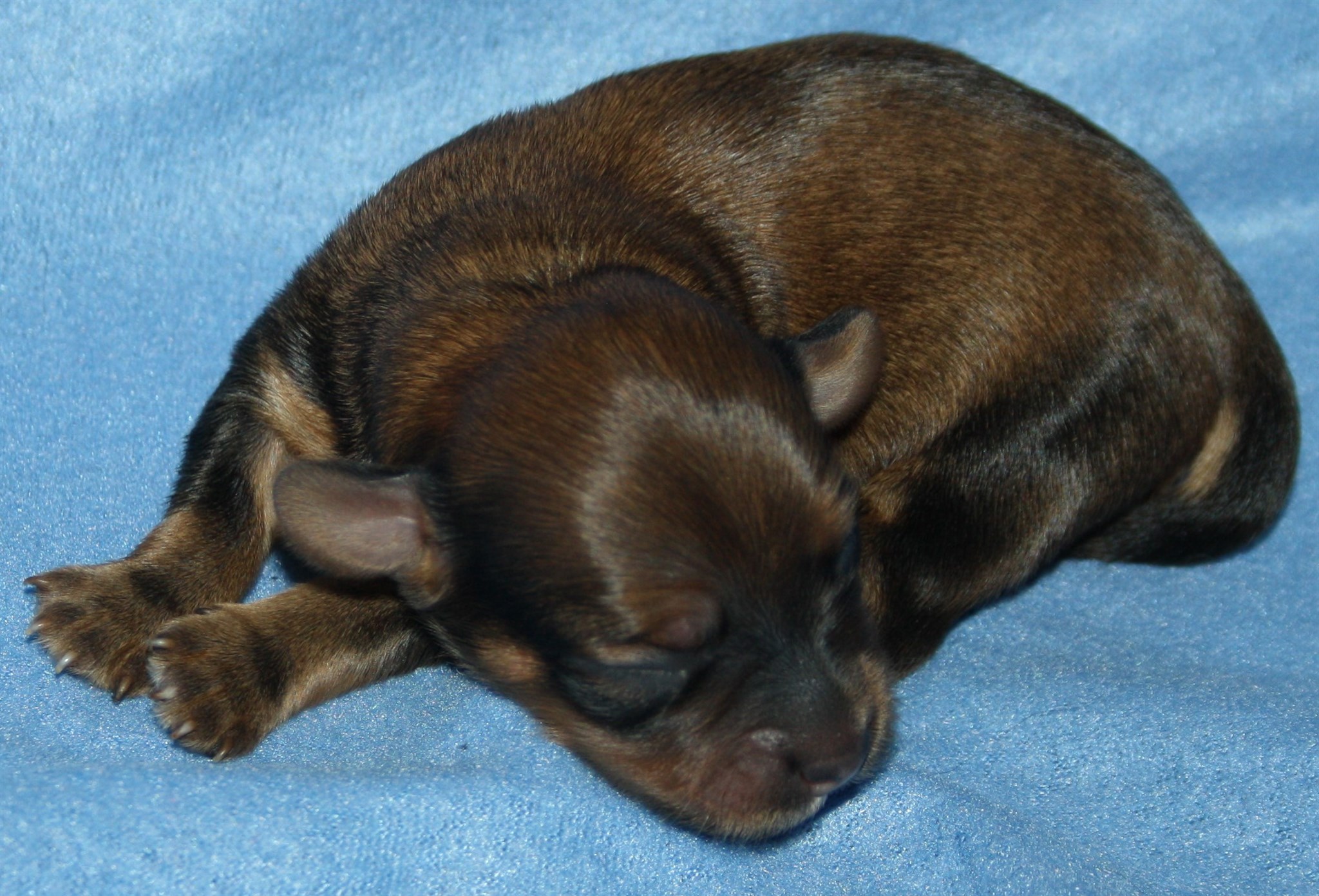 IMG_9890 Hane 3hem.JPG