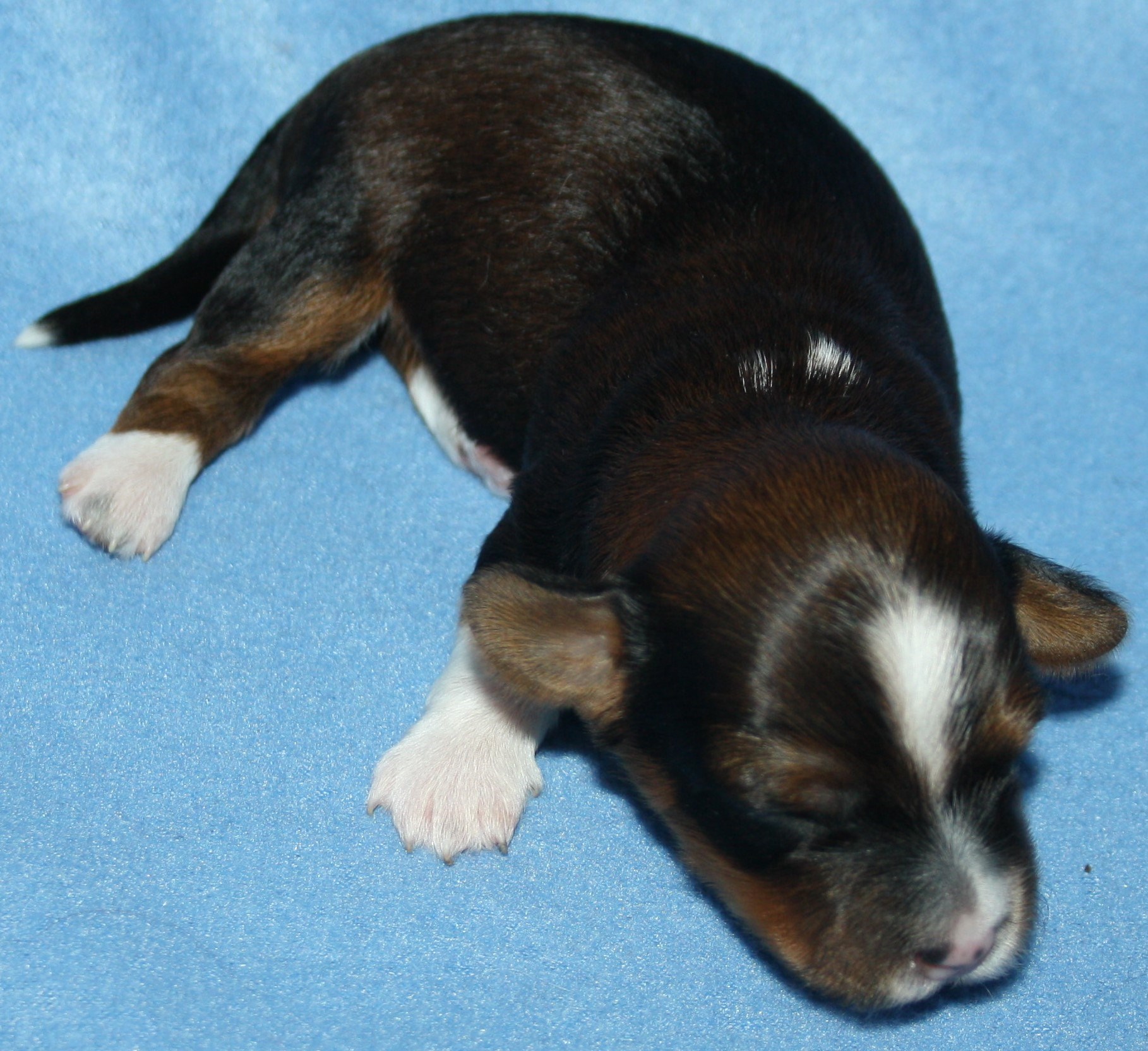 IMG_9906 Hane 1 Arvid 1 v Hem.JPG