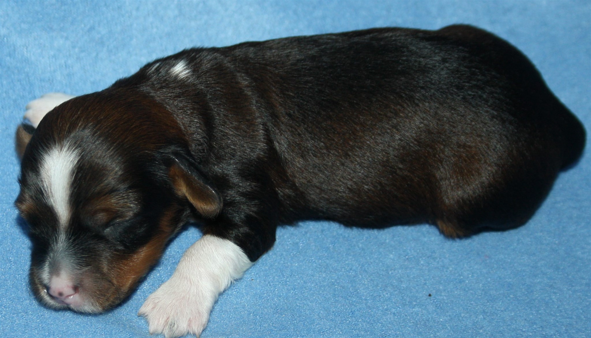 IMG_9908 Hane 1 Arvid 1 v Hem.JPG