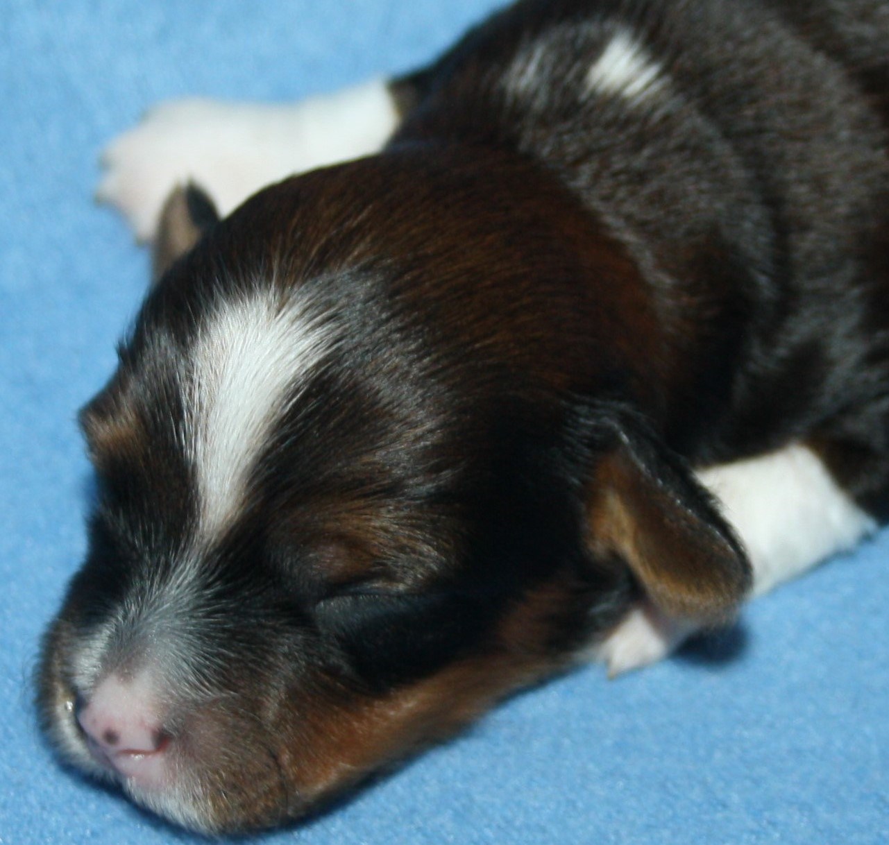 IMG_9909 Hane  1 Arvid  1 v Hem.JPG