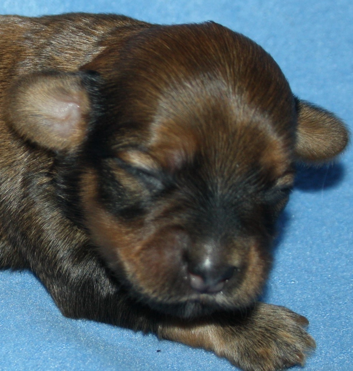 IMG_9914 Hane 2 Anton 1 v Hem.JPG