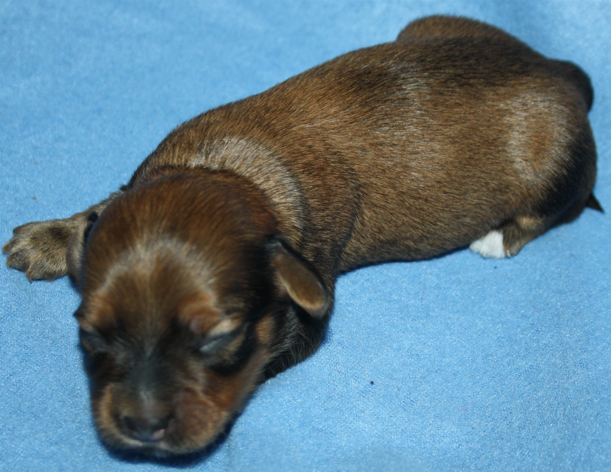 IMG_9915 Hane 2 Anton 1 v Hem.JPG