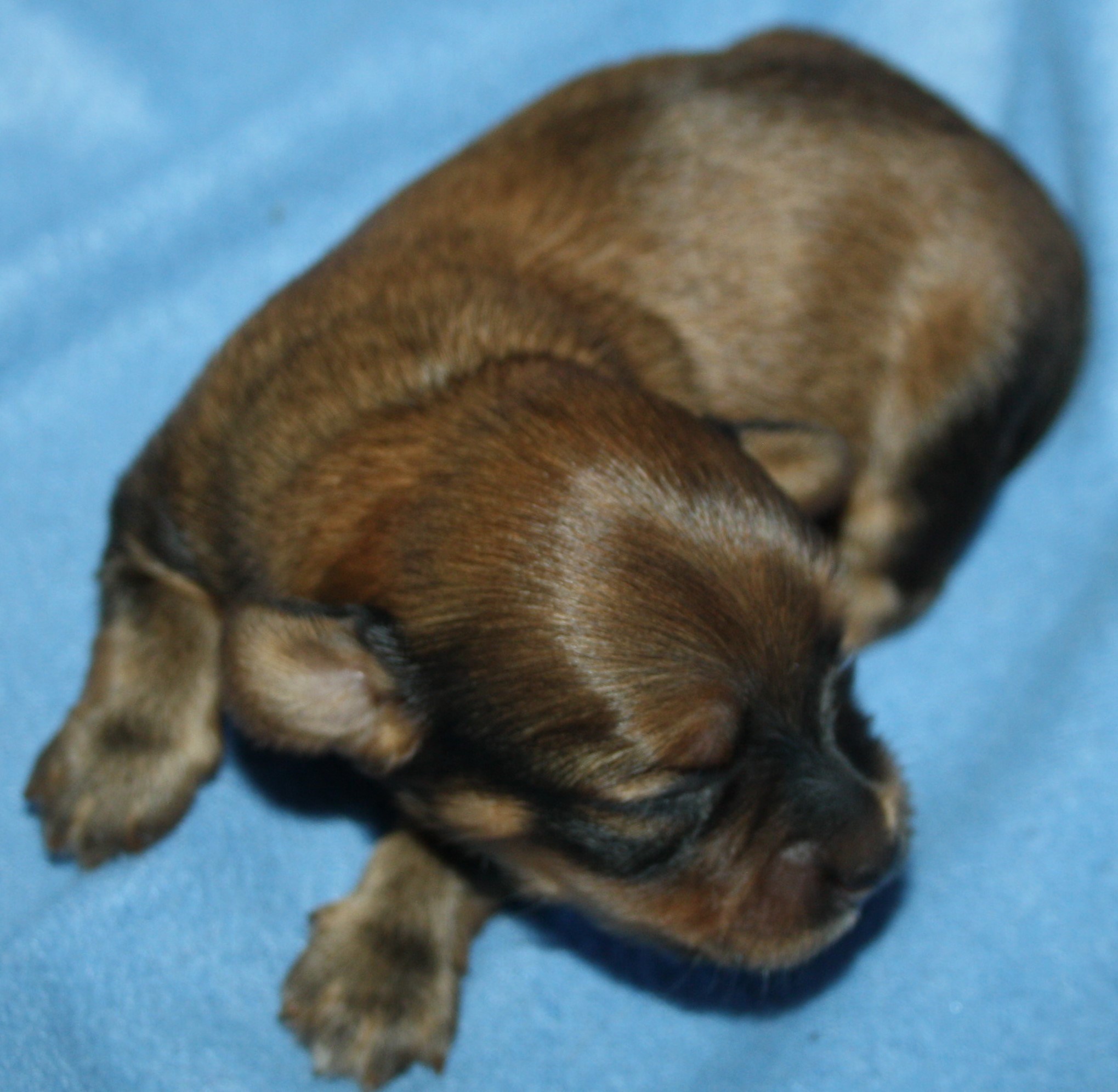 IMG_9919 Hane  2 Anton 1 v Hem.JPG