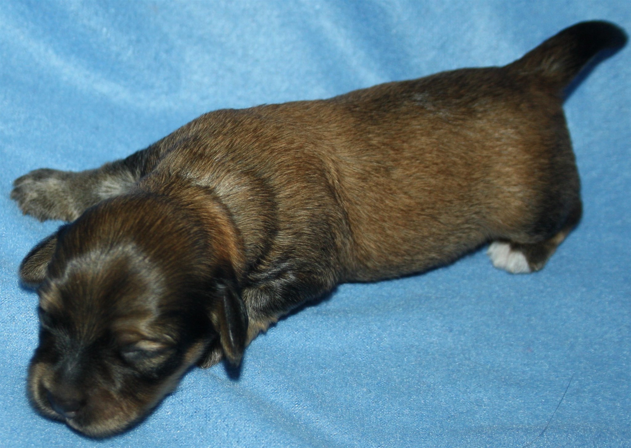 IMG_9923 Hane 3 Albin 1 v Hem.JPG