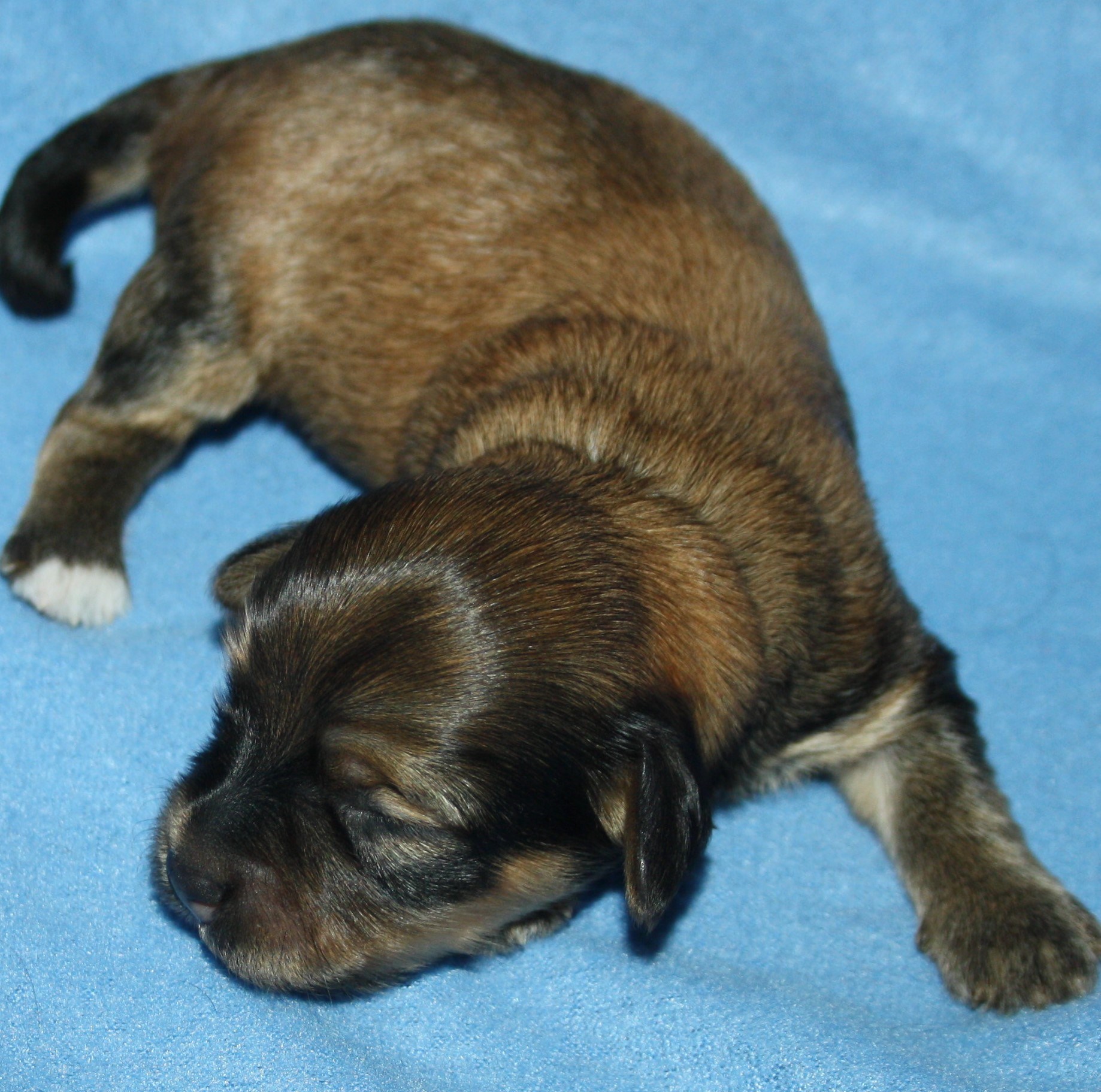 IMG_9925 Hane 3 Albin 1 v Hem.JPG