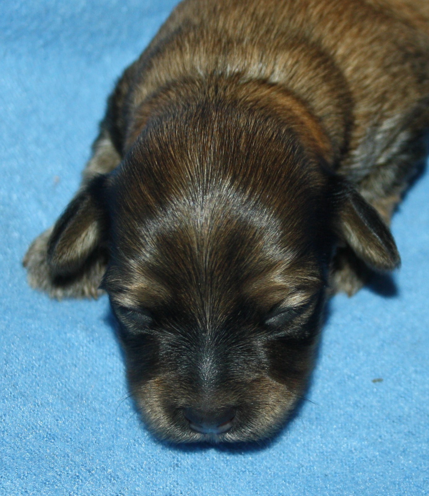 IMG_9928 Hane 3 Albin 1 v hem.JPG