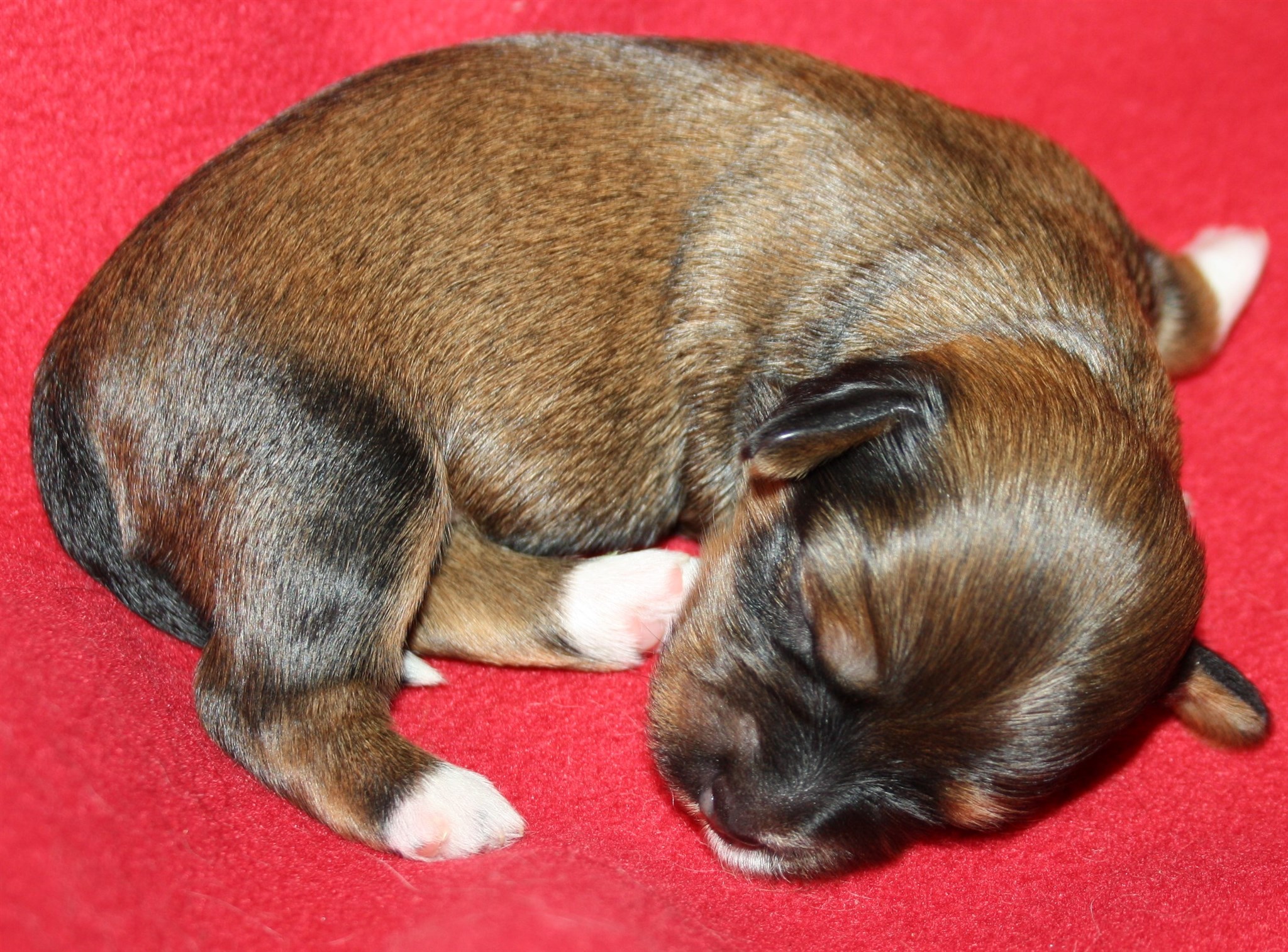 IMG_9929 Tik 1 Alicia 1 v Hem.JPG