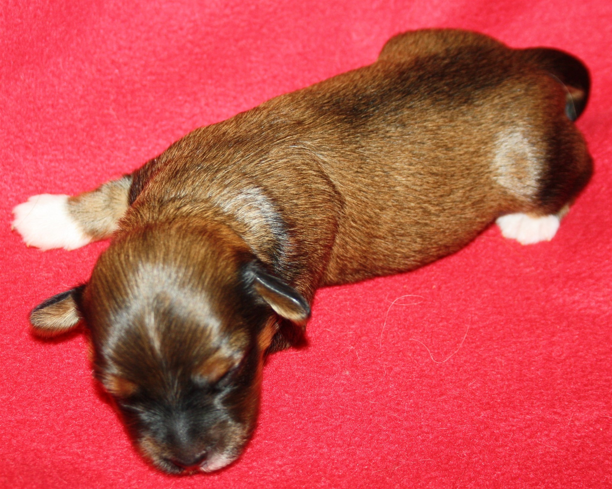 IMG_9932 Tik 1 Alicia 1 v Hem.JPG