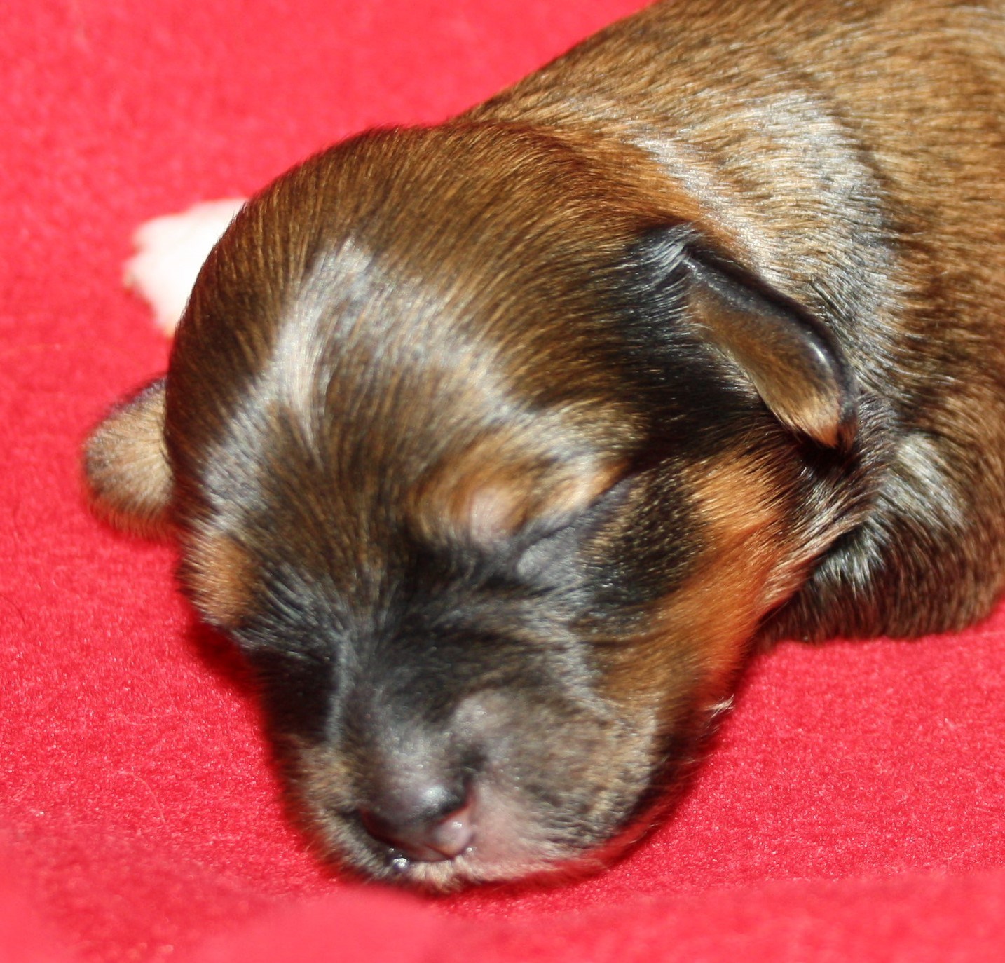 IMG_9933 Tik 1 Alicia 1 v Hem.JPG