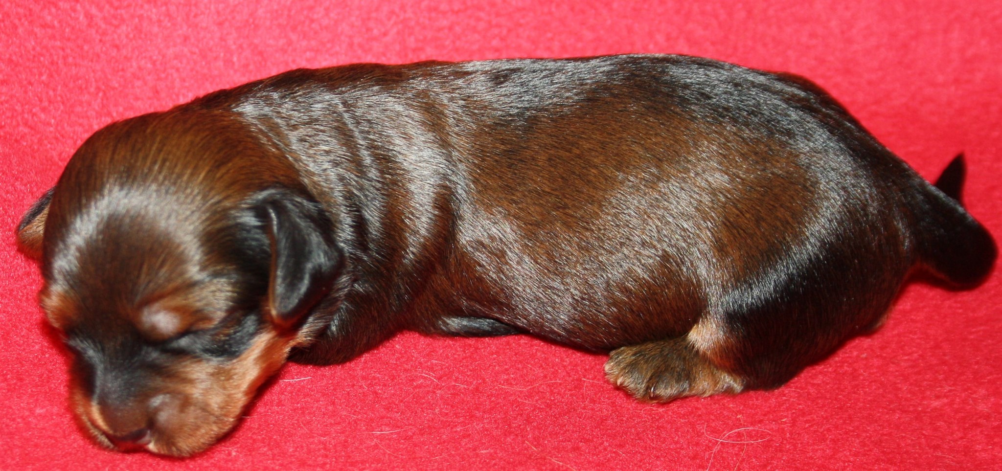 IMG_9936 Ti 2 Astrid 1 v Hem.JPG