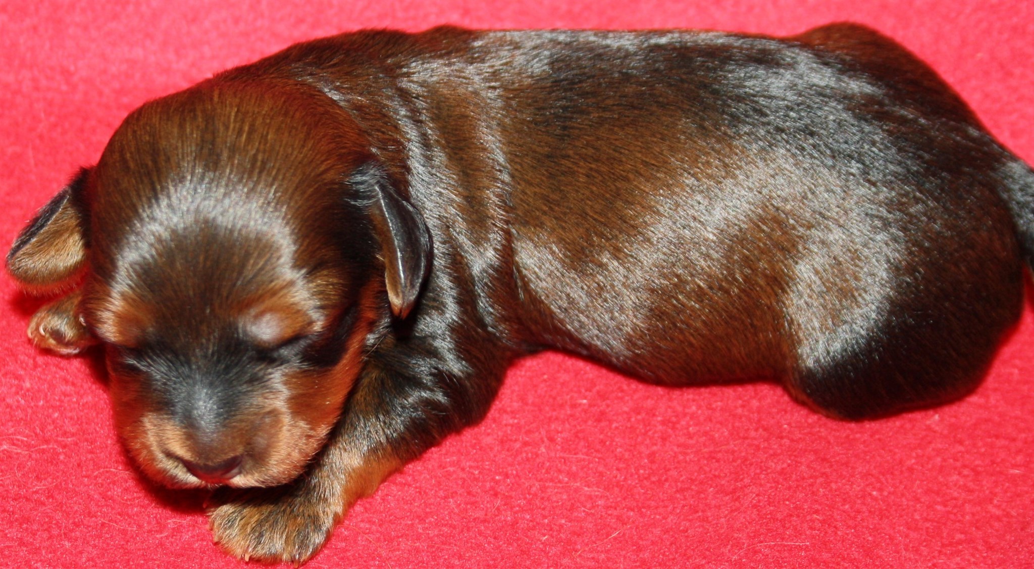 IMG_9940 Tik 2 Astrid 1 v Hem.JPG