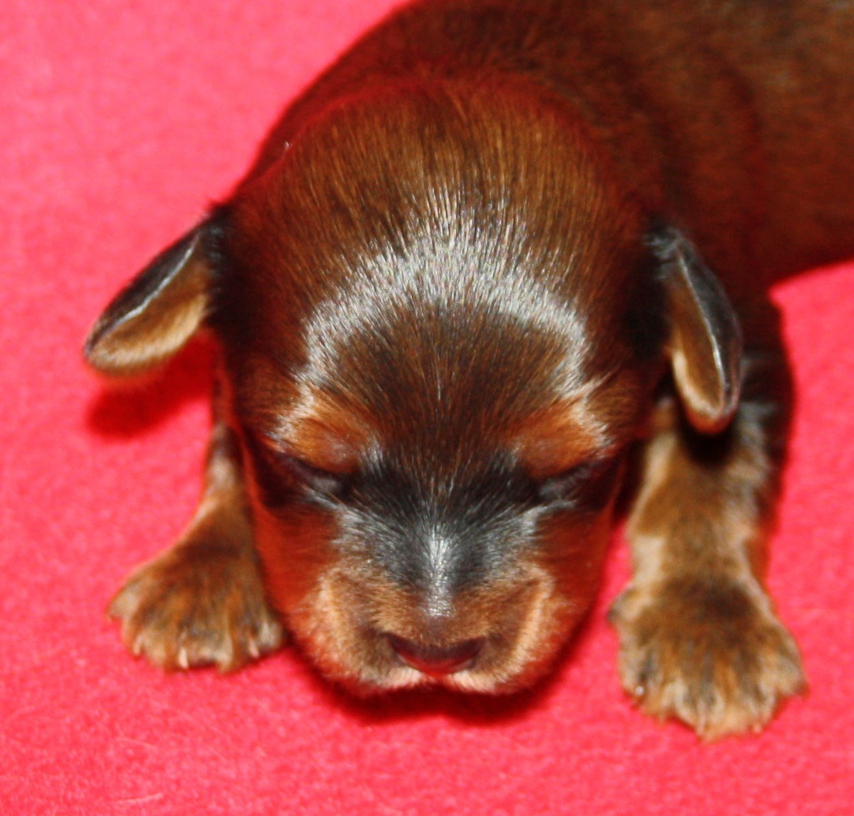 IMG_9941 Tik 2 Astrid 1 v Hem.JPG