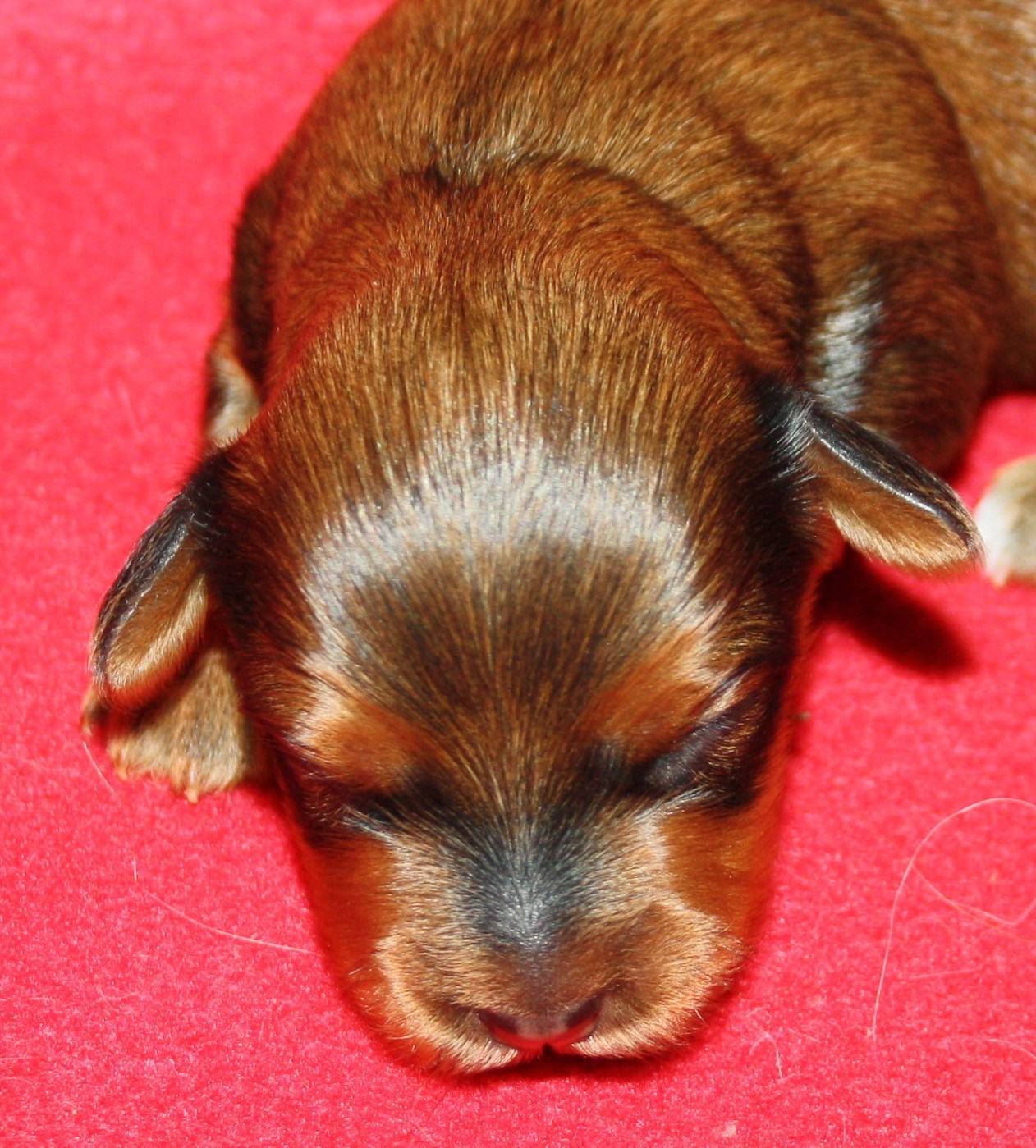 IMG_9944 Tik 3 Anna 1 v Hem.JPG