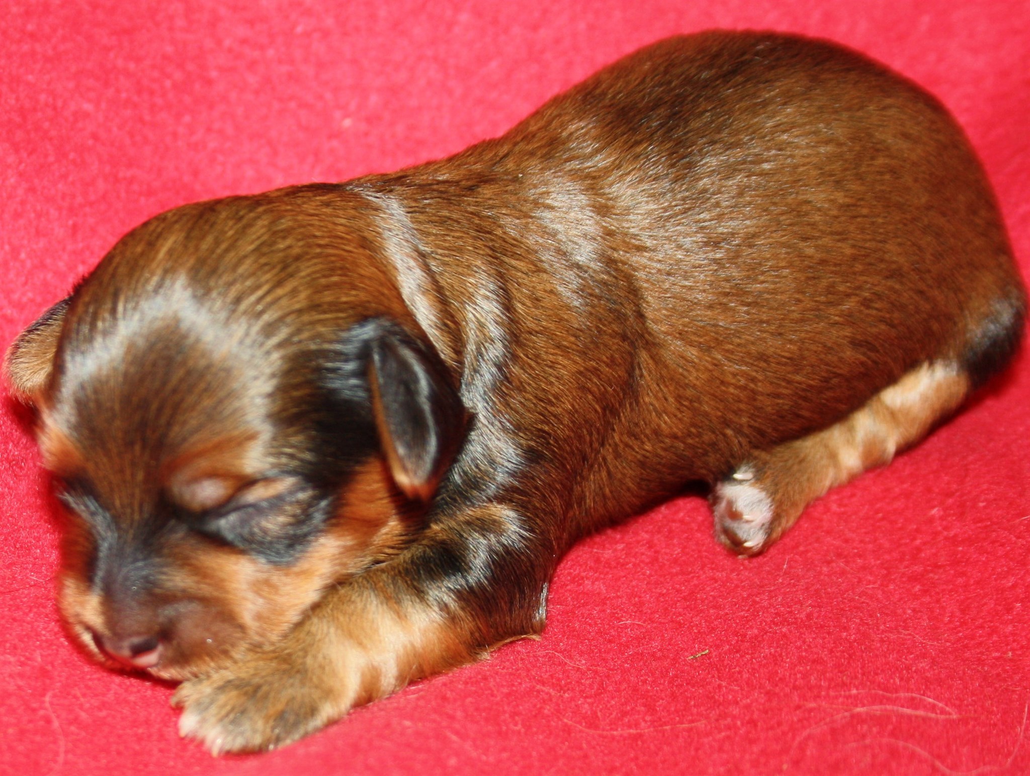 IMG_9948 Tik 3 Anna 1 v Hem.JPG